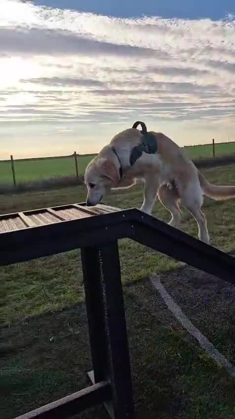 Mixed Breed dogs for sale: Bernard - Goldie Shepherd - Video 1