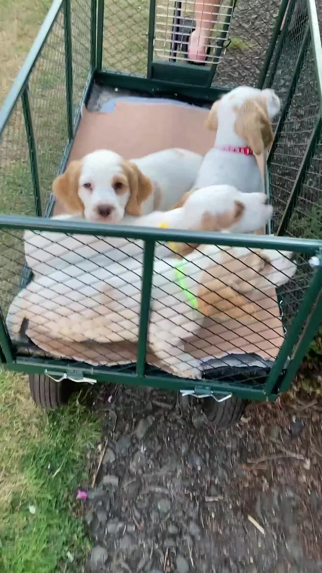 Cocker Spaniel dogs for sale: Cocker Spaniels, working type, KC reg, DNA clear - Video 1