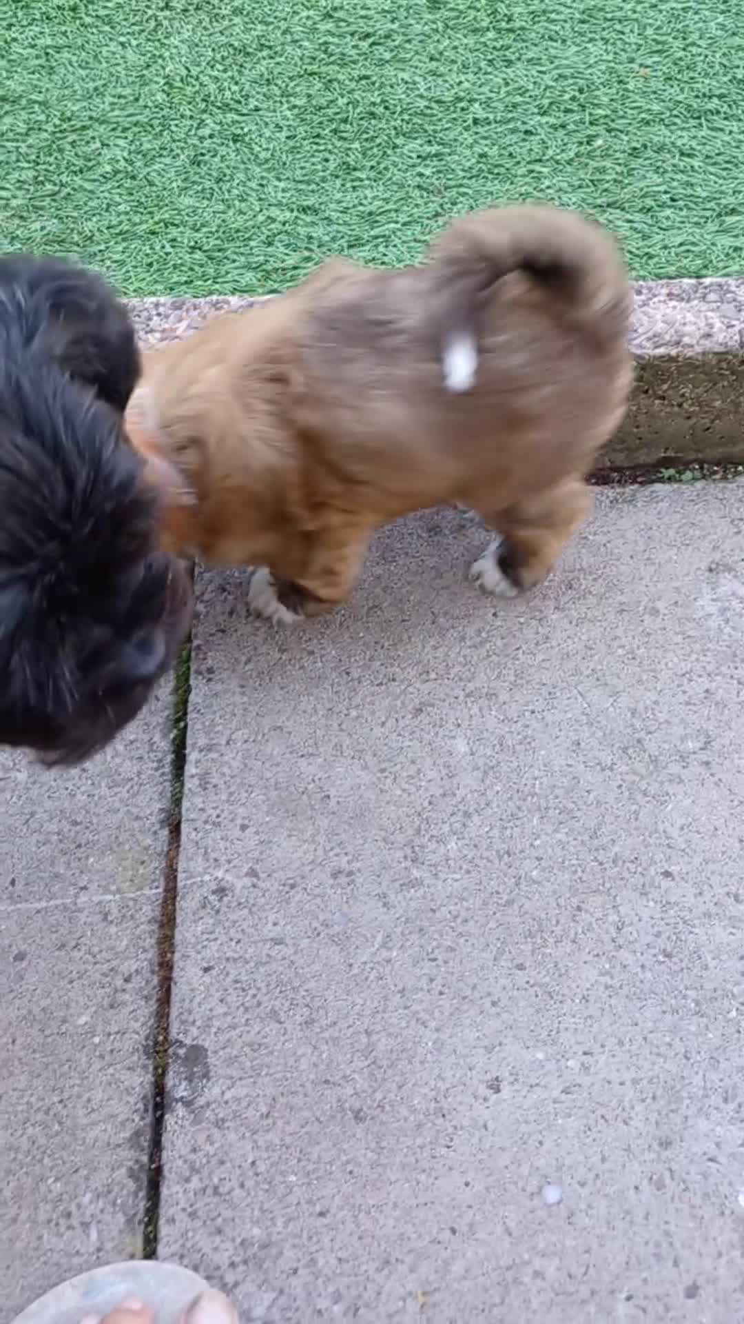 Zuchon dogs for sale: Zuchon pups - Video 1