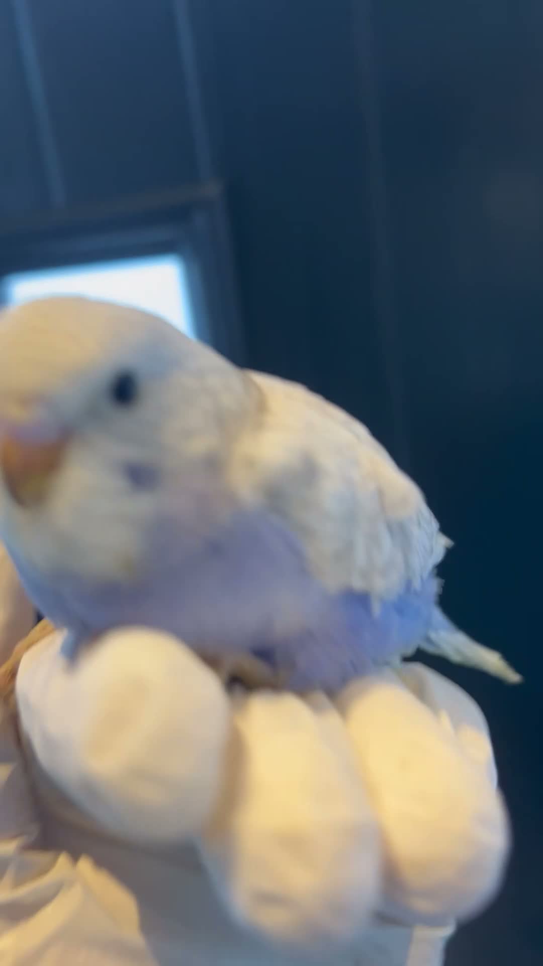 Mixed Breed birds for sale: Baby, tame, breeding birds clearance - Video 5