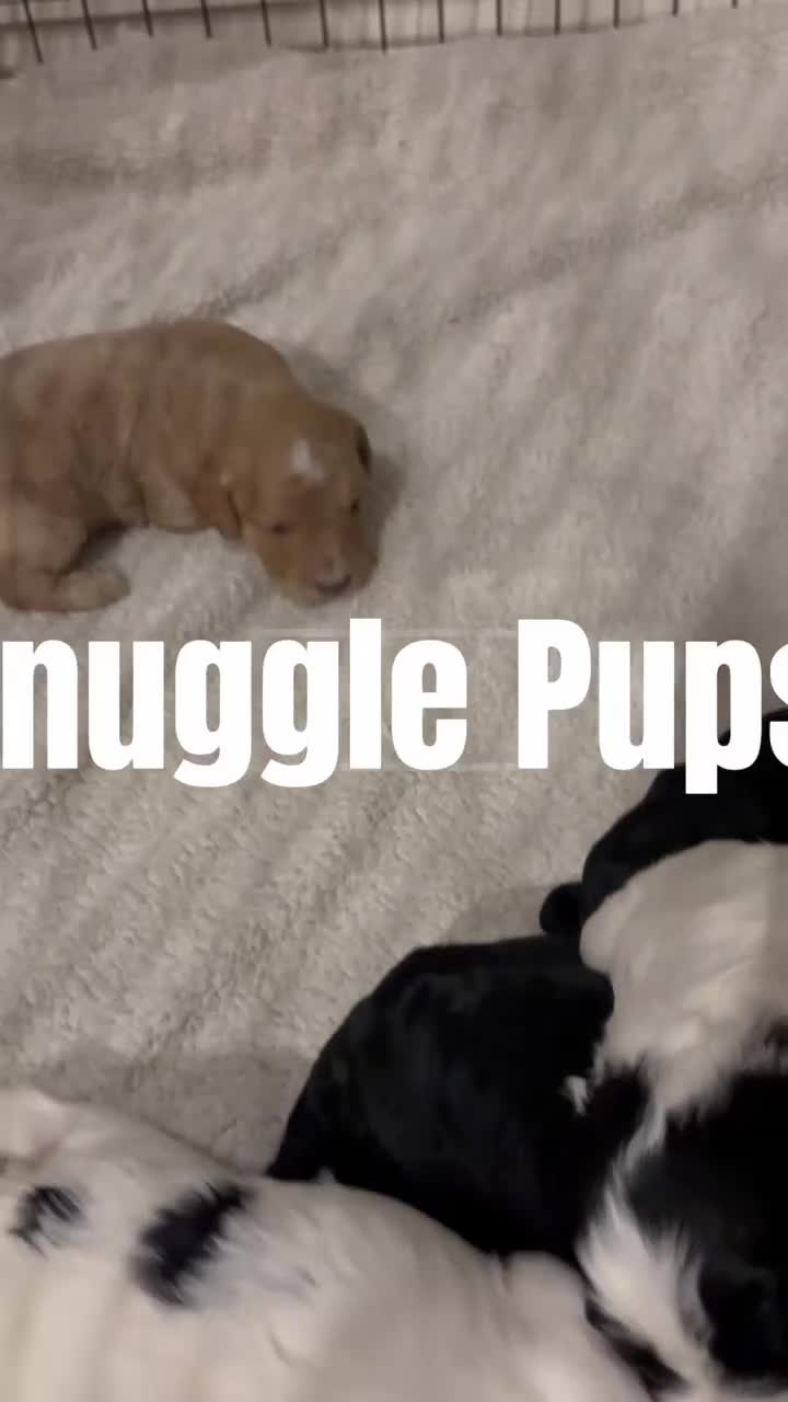 Mixed Breed dogs for sale: Cavapoo x Cockapoo Puppies - Video 1