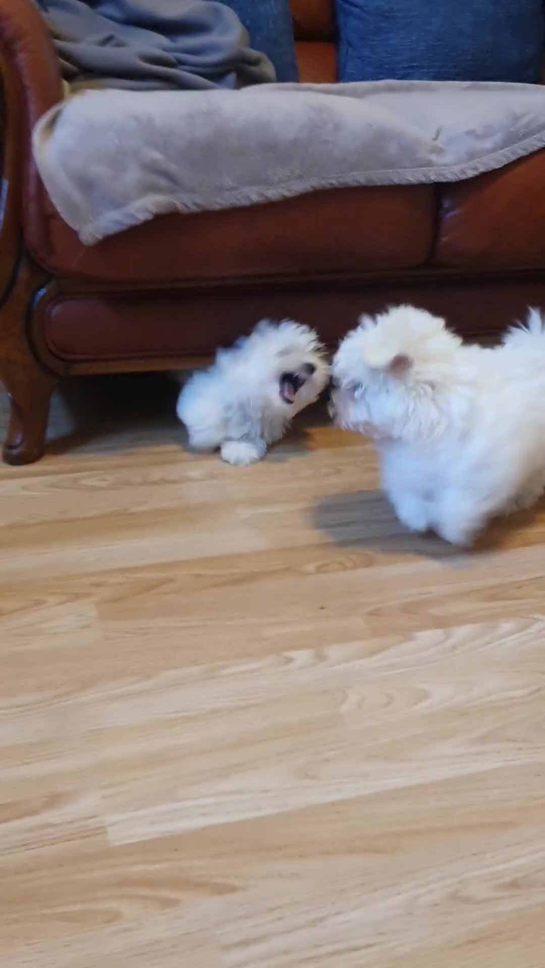 Havanese dogs for sale: Extra mini Havanese x Maltese puppies - Video 3