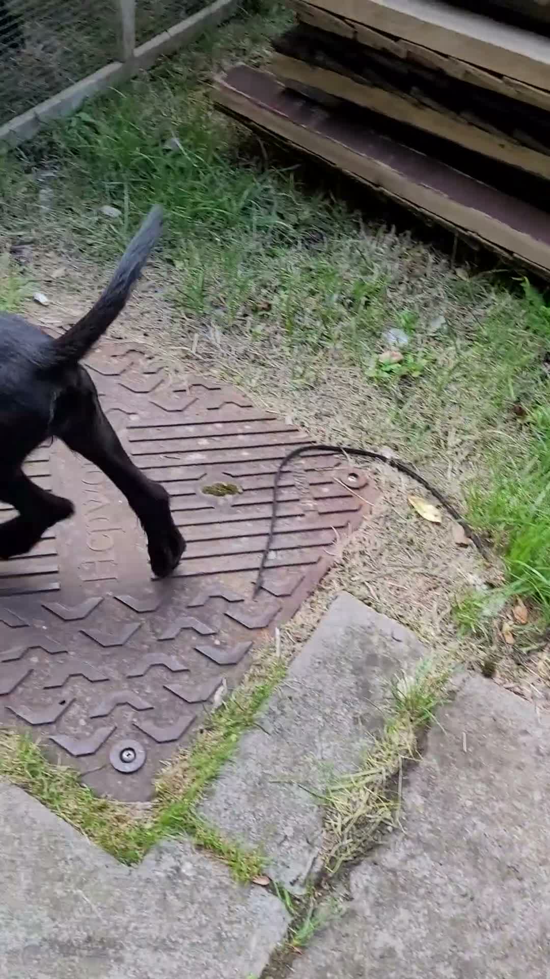 Mixed Breed dogs for sale: Terrier Bitch Puppies  in Canterbury - Video 2