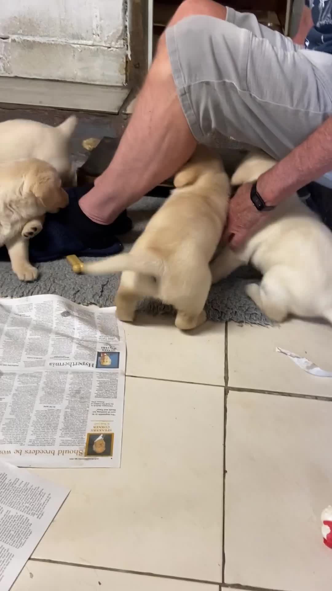 Labrador Retriever dogs for sale: Labrador Retievers  top quality Show type .  - Video 1