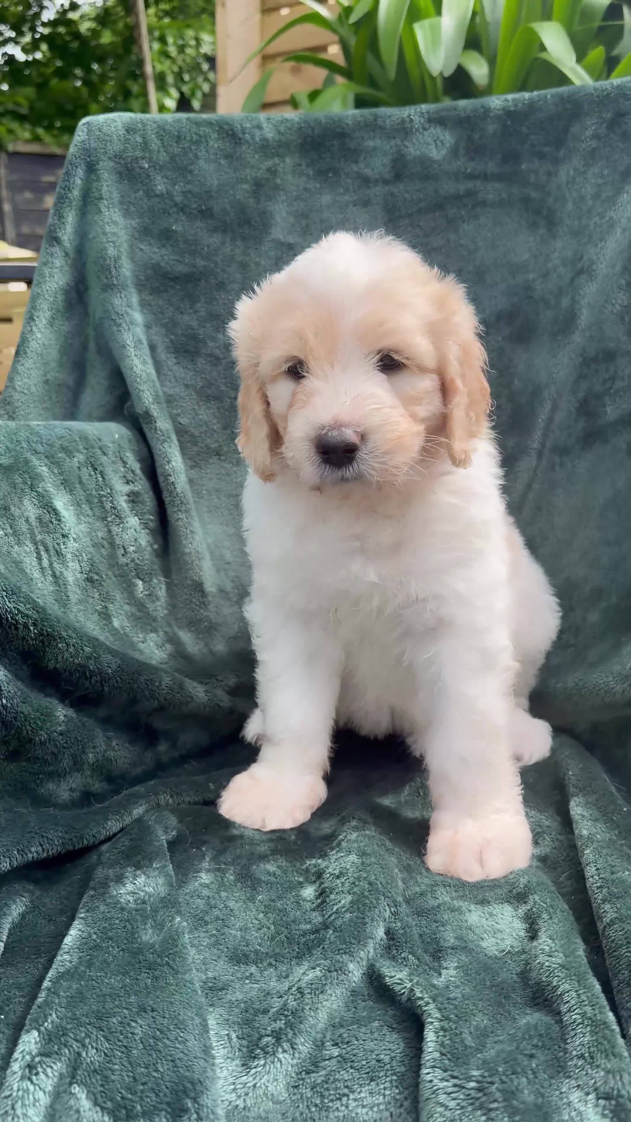 Mixed Breed dogs for sale: Golden Doodle X Pyrenees Puppies Ready next week.  - Video 4