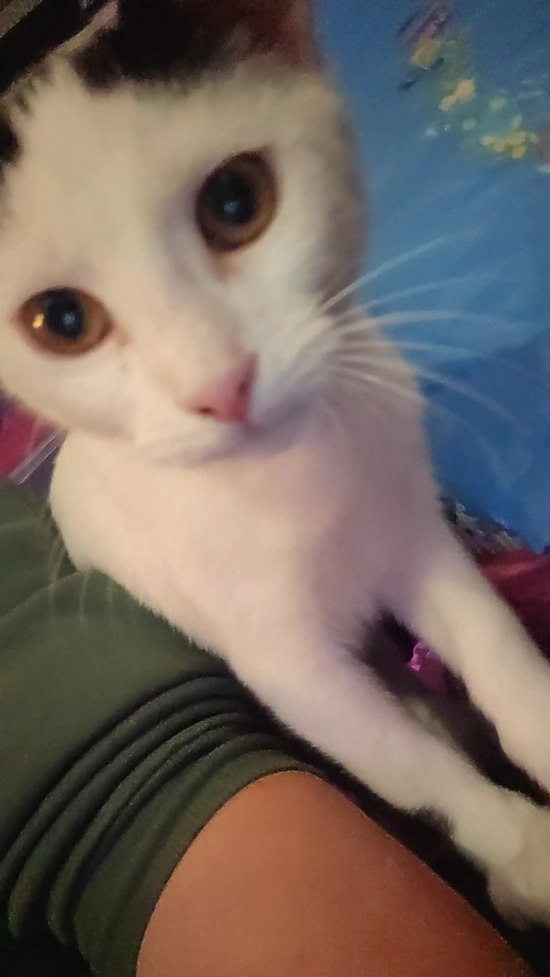 Domestic Shorthair cats for sale: 3 beautiful kittens left - Video 1