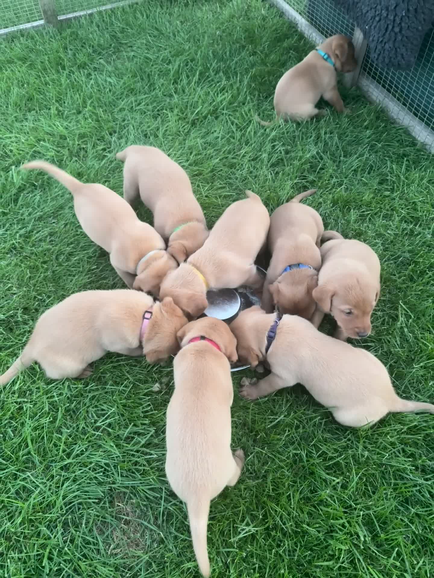Labrador Retriever dogs for sale: KC Reg Health Tested Fox Reds Working Lines 4 Gen - Video 1