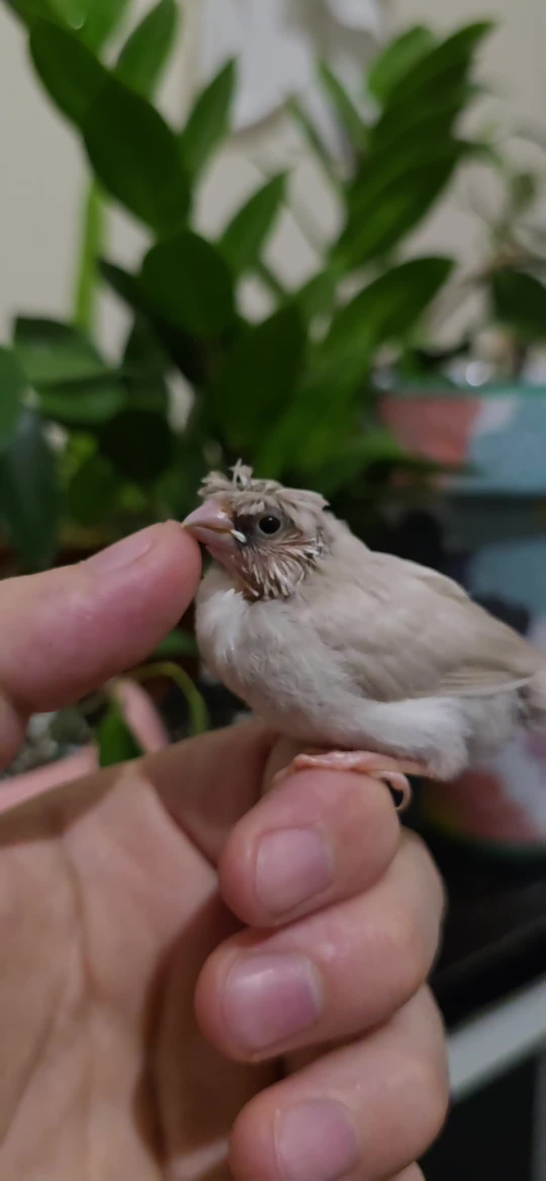 Finches birds for sale: Bengalese finches  - Video 4