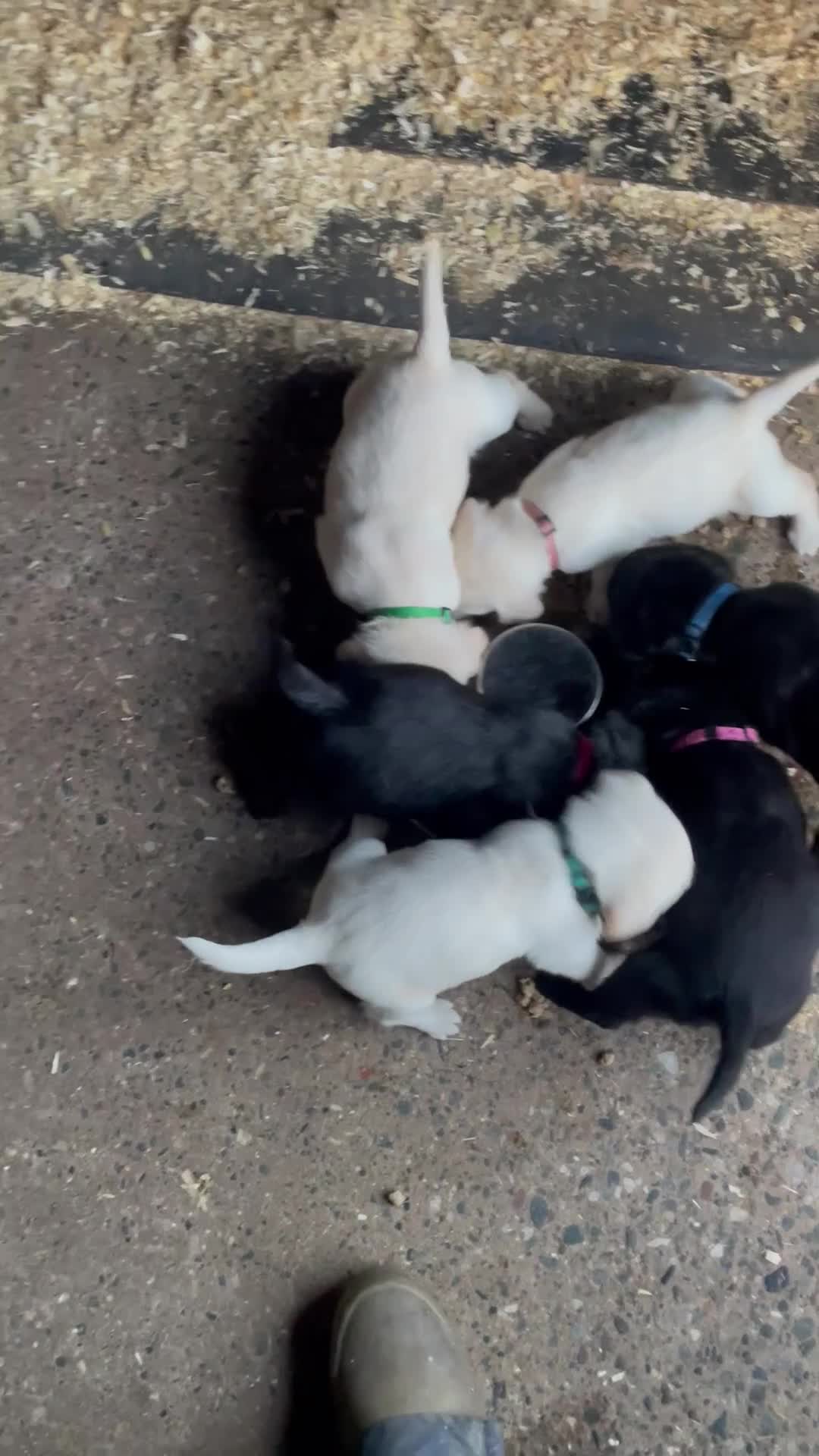 Labrador Retriever dogs for sale: Labrador, puppies, black and white girls available - Video 1