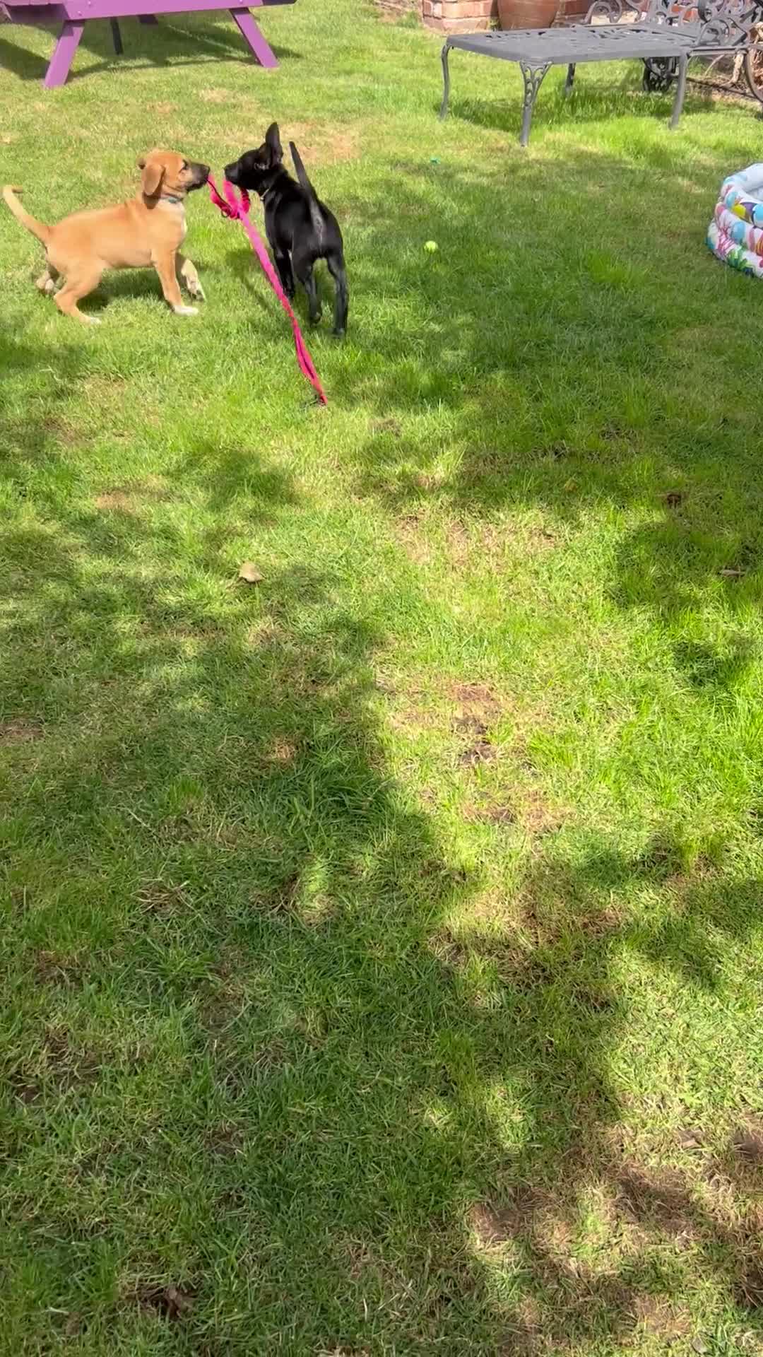 Mixed Breed dogs for sale: Rhodesian Rodgeback X Canaan Dog male puppy - Video 1