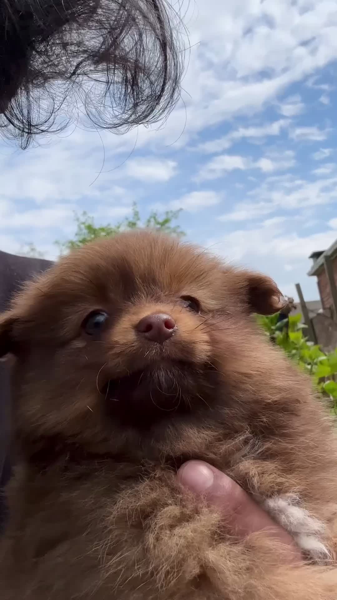 Pomeranian dogs for sale: Pomeranian Puppy Girl Available.  - Video 2