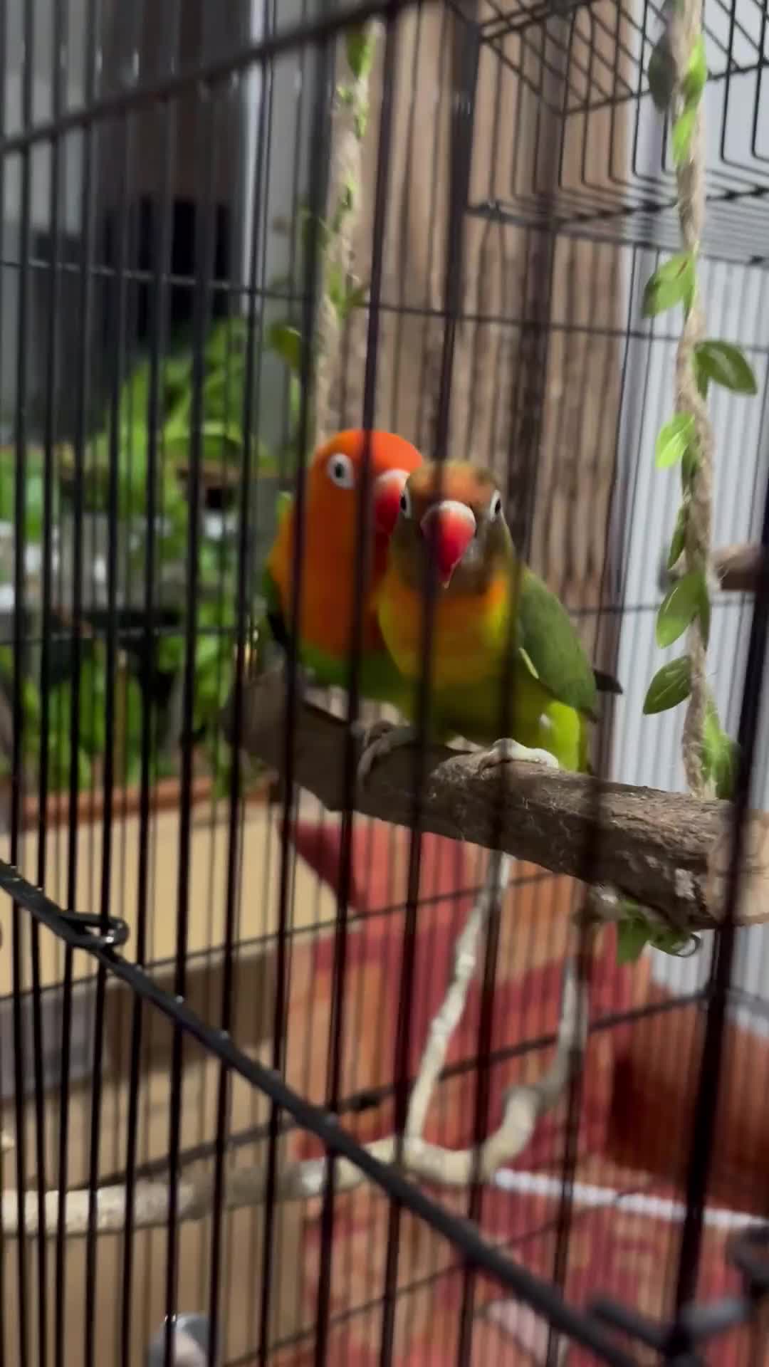 Lovebirds birds for sale: Lovebirds with Full Setup – £200 NEGOTIABLE - Video 2
