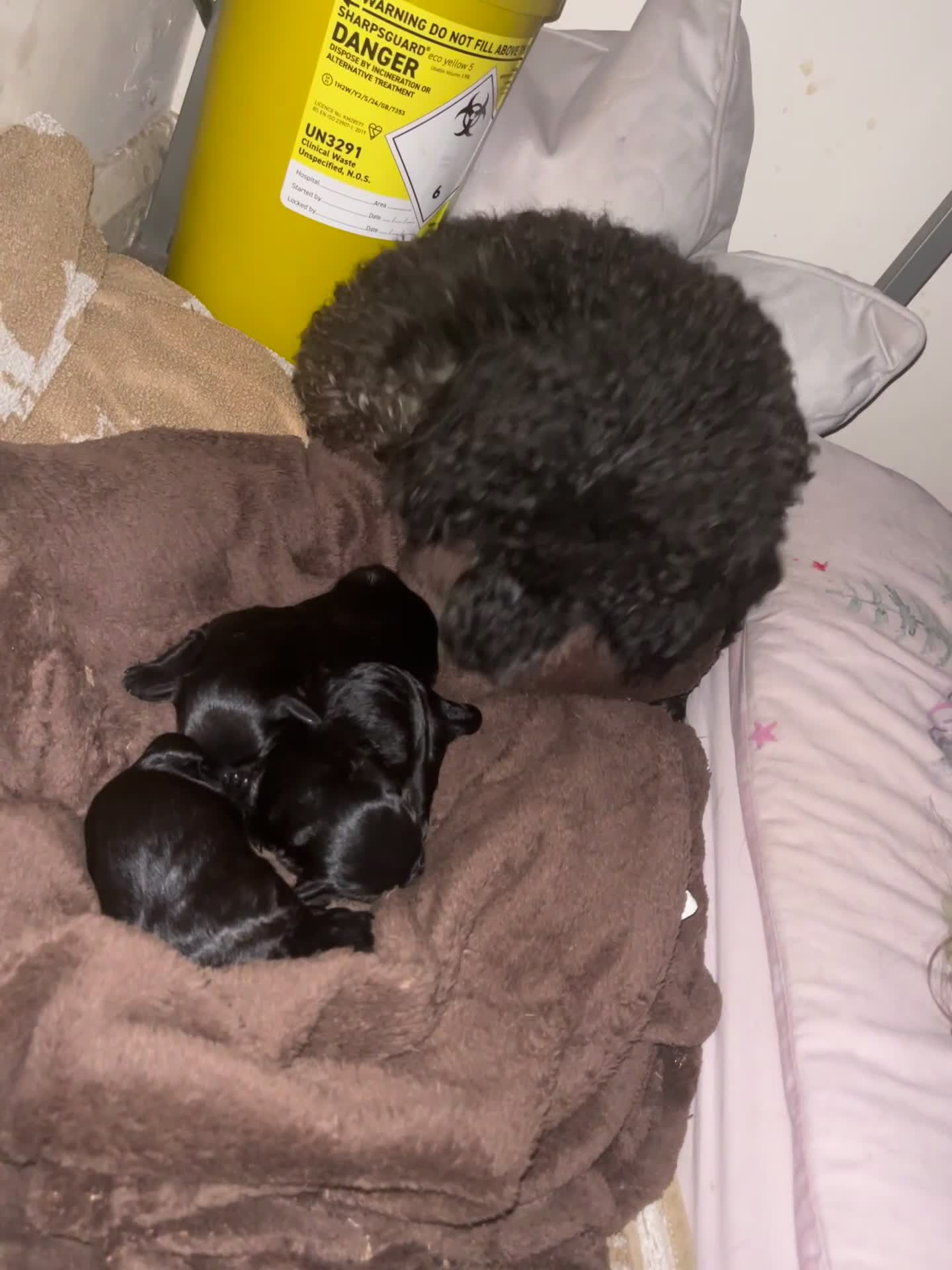 Toy Poodle dogs for sale: These beautiful pups need new homes  in Downham Market - Video 1