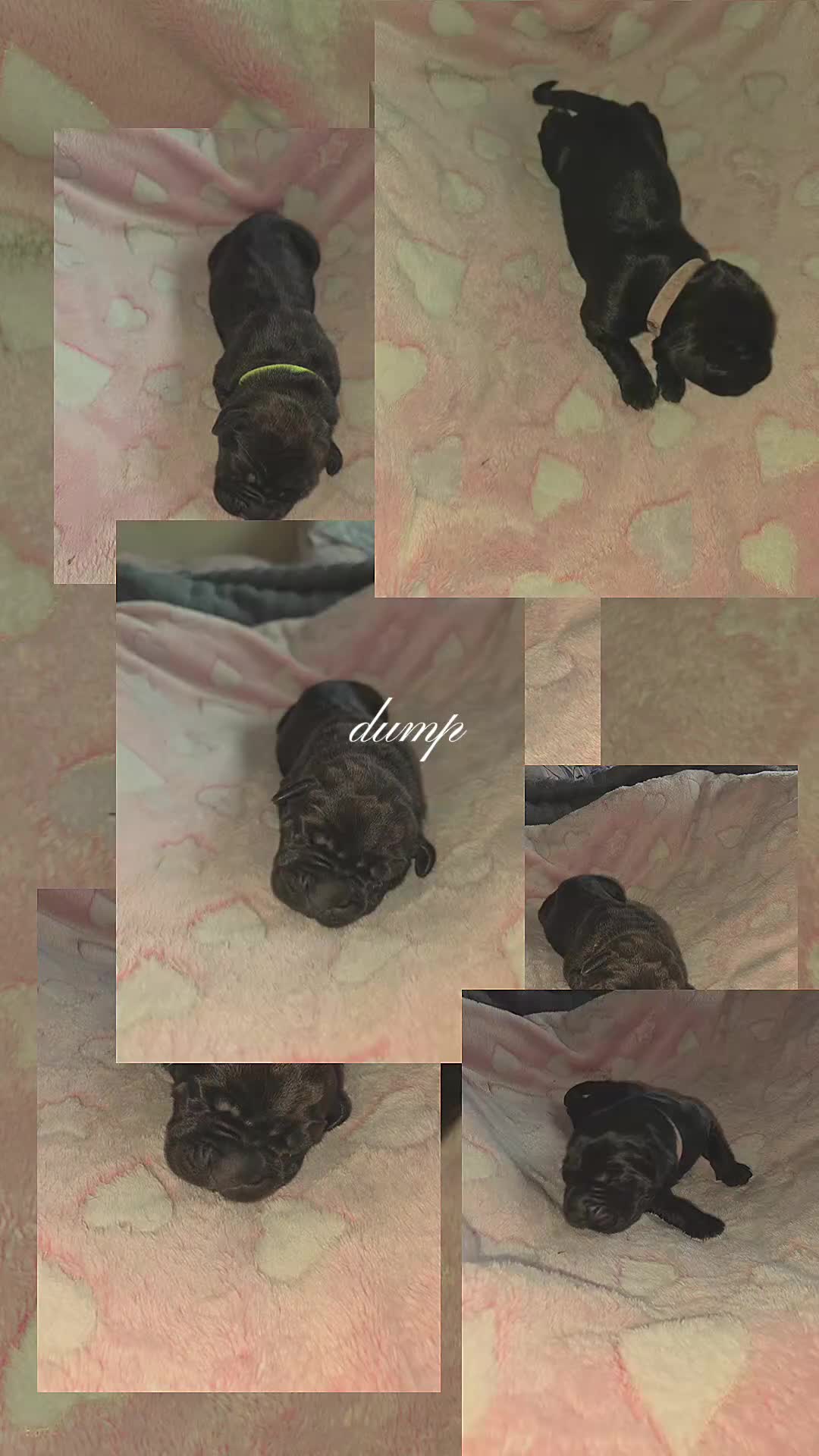 Cane Corso dogs for sale: Cane corso puppies - Video 1