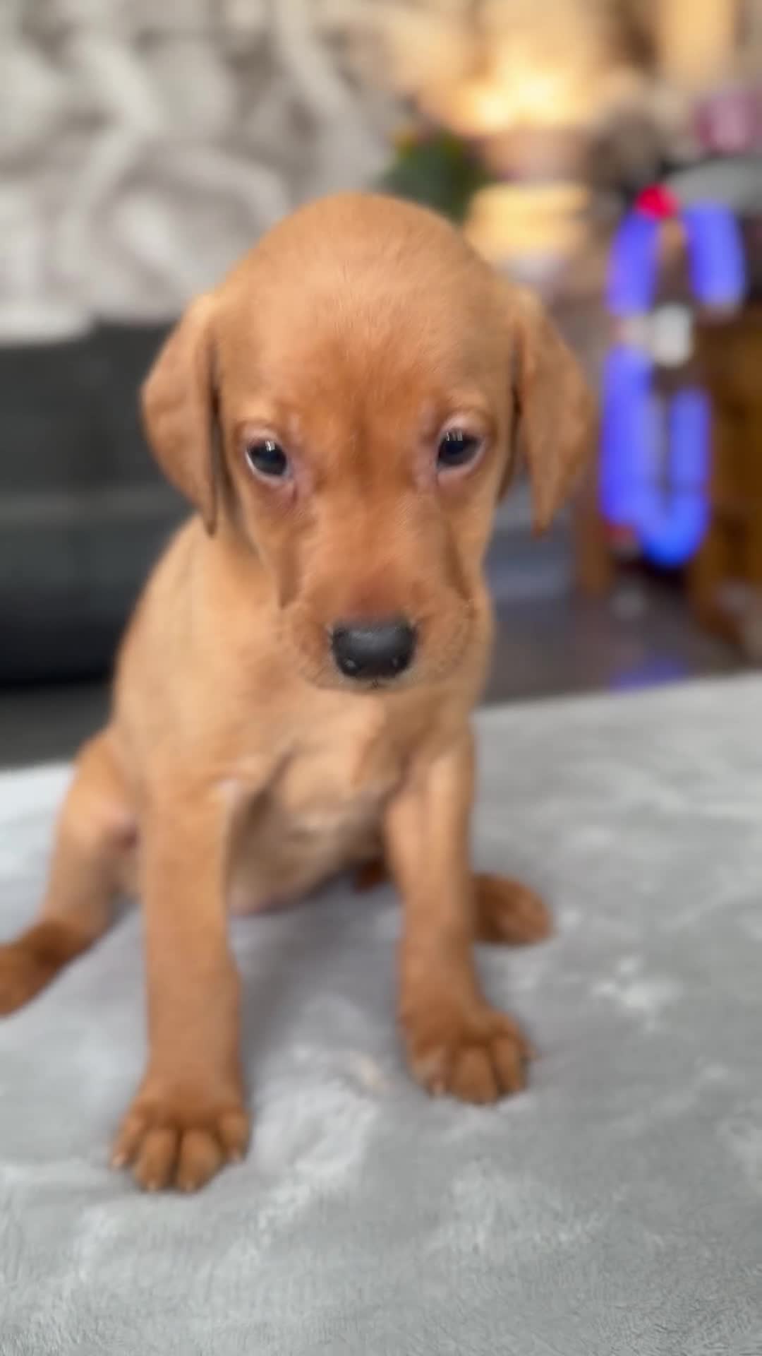 Labrador Retriever dogs for sale: 4 LEFT KC LABS READY IN 1 WEEK ❤️ - Video 2