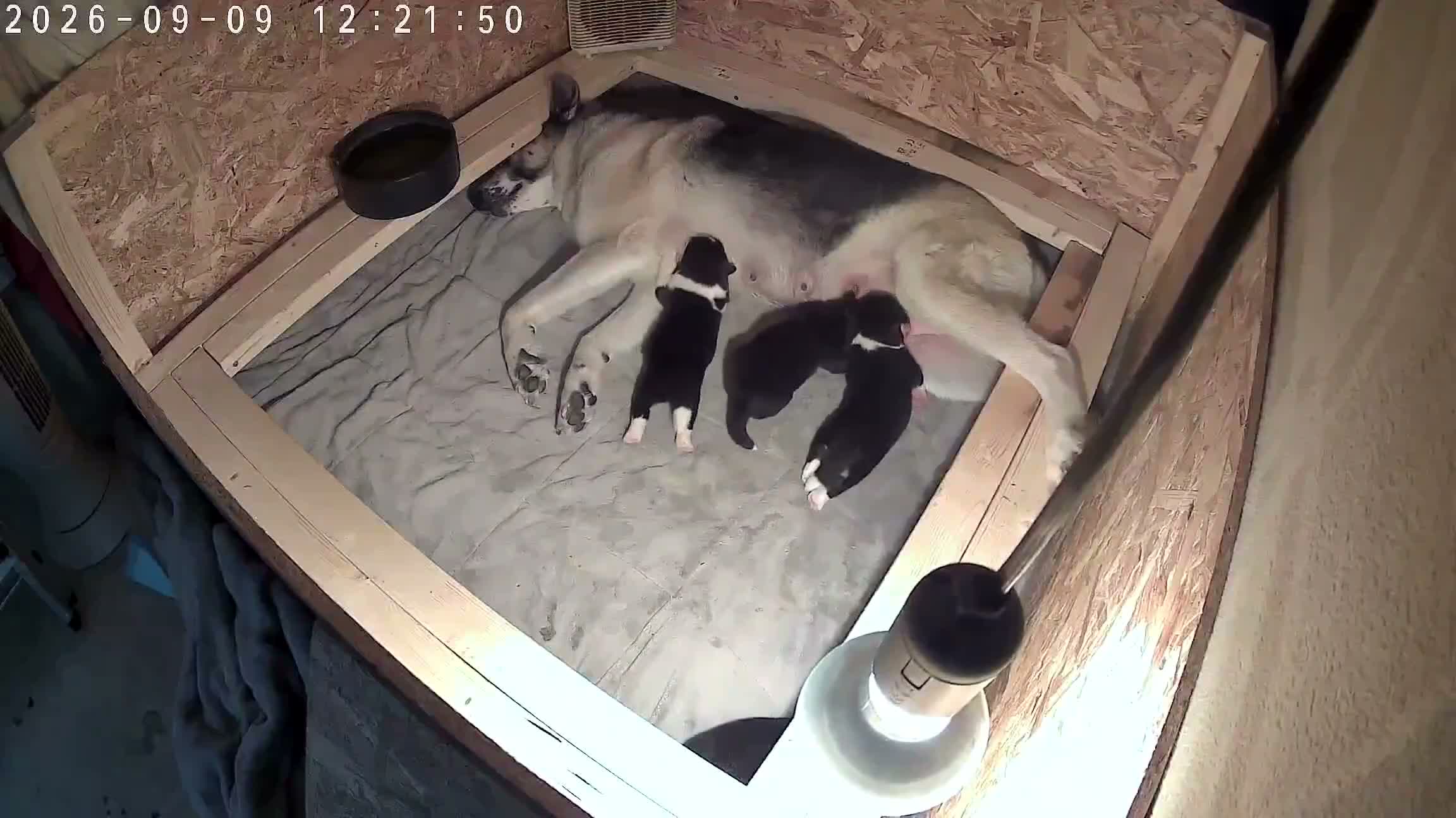 Huskita dogs for sale: Akita with 6% husky (Huskita) - Video 2