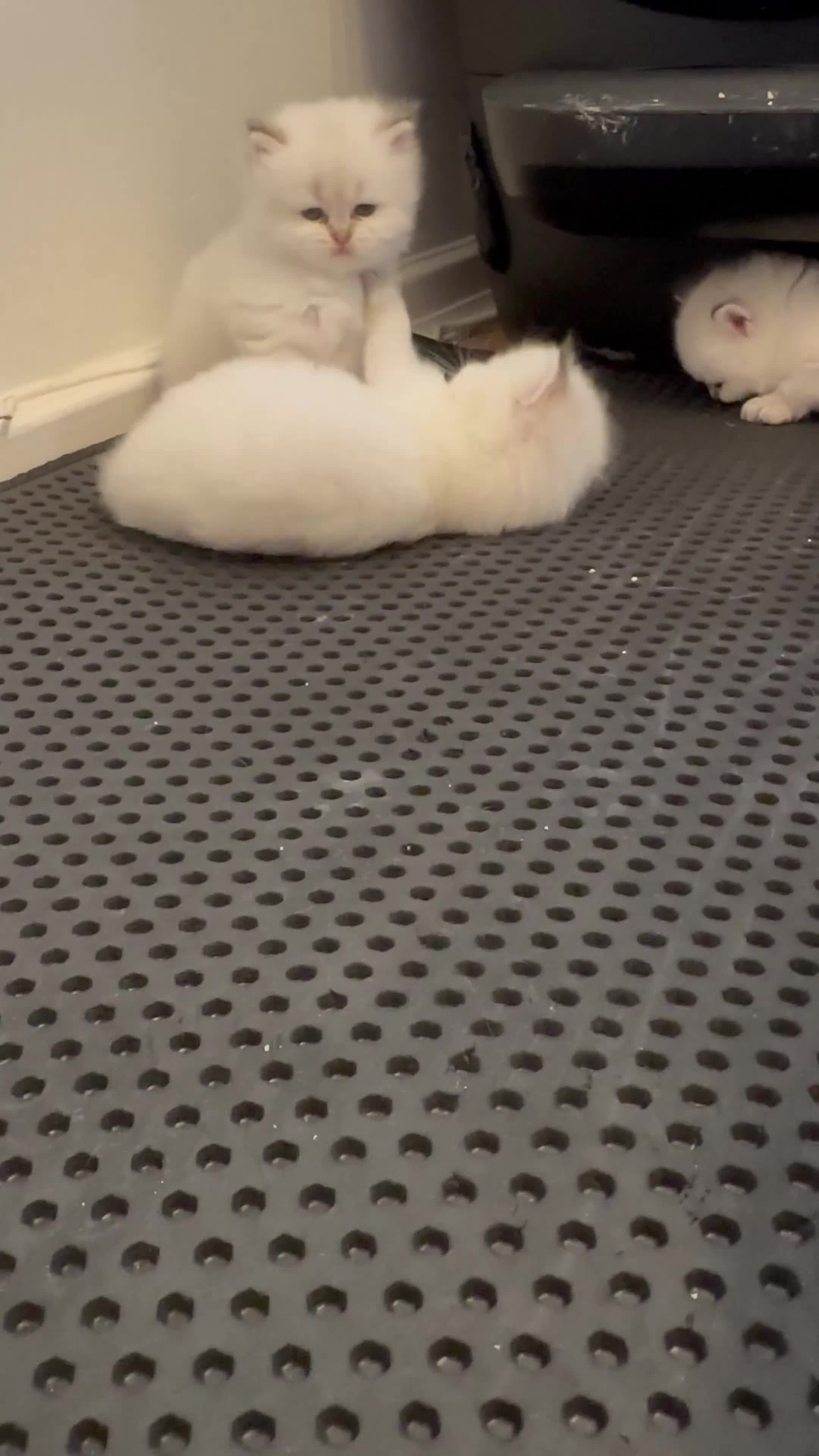 British Longhair cats for sale: Top qualityBritish longhaired kitten white&golden  - Video 3