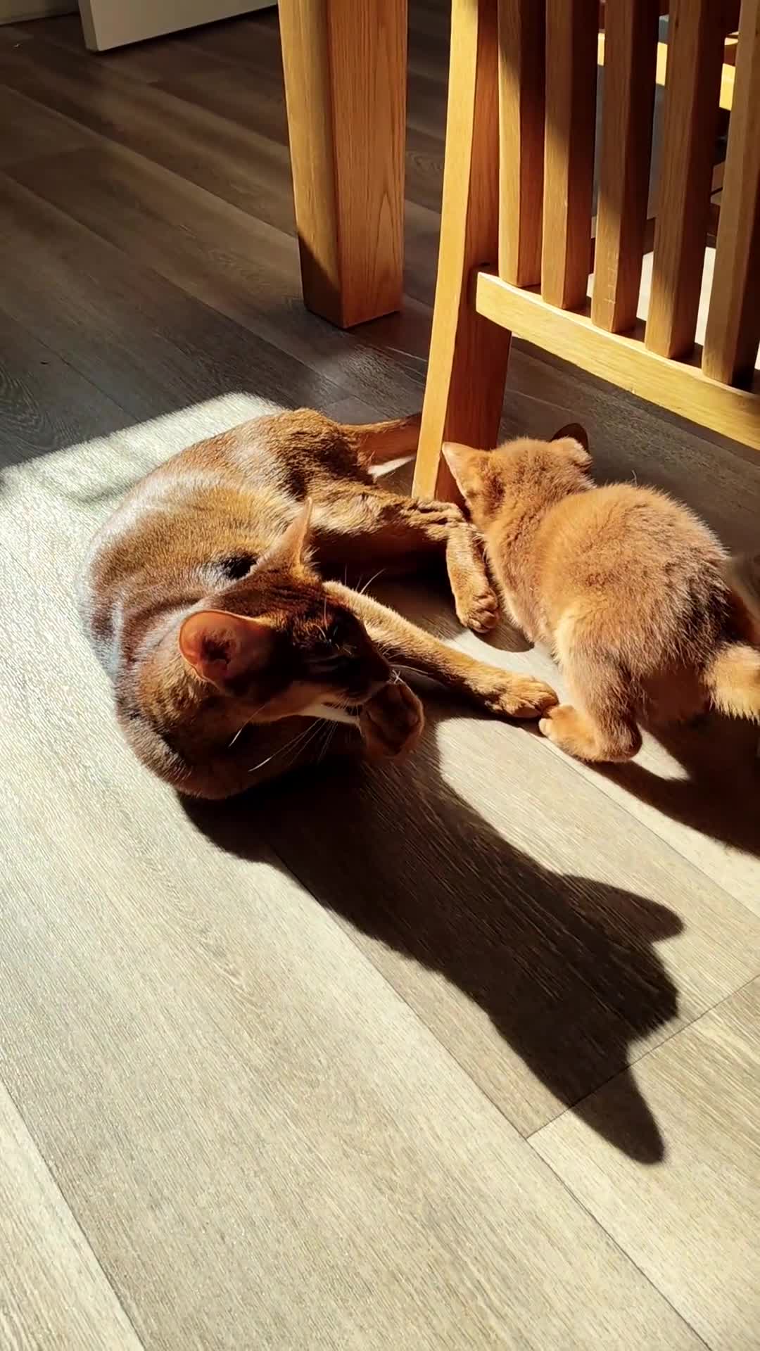 Abyssinian cats for sale: Beautiful abyssinian kitten! - Video 2