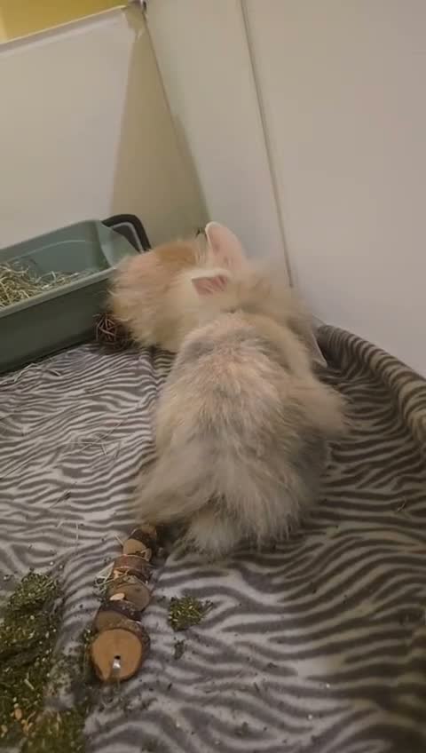 Mixed Breed rabbits for sale: BROTHER&SISTER - Video 2
