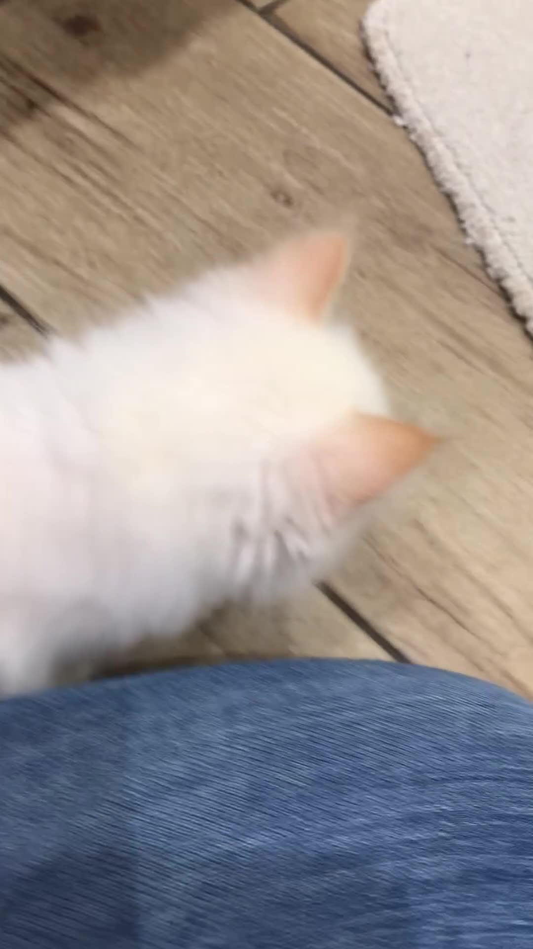 Ragdoll cats for sale: Flame and Seal point kittens  - Video 1
