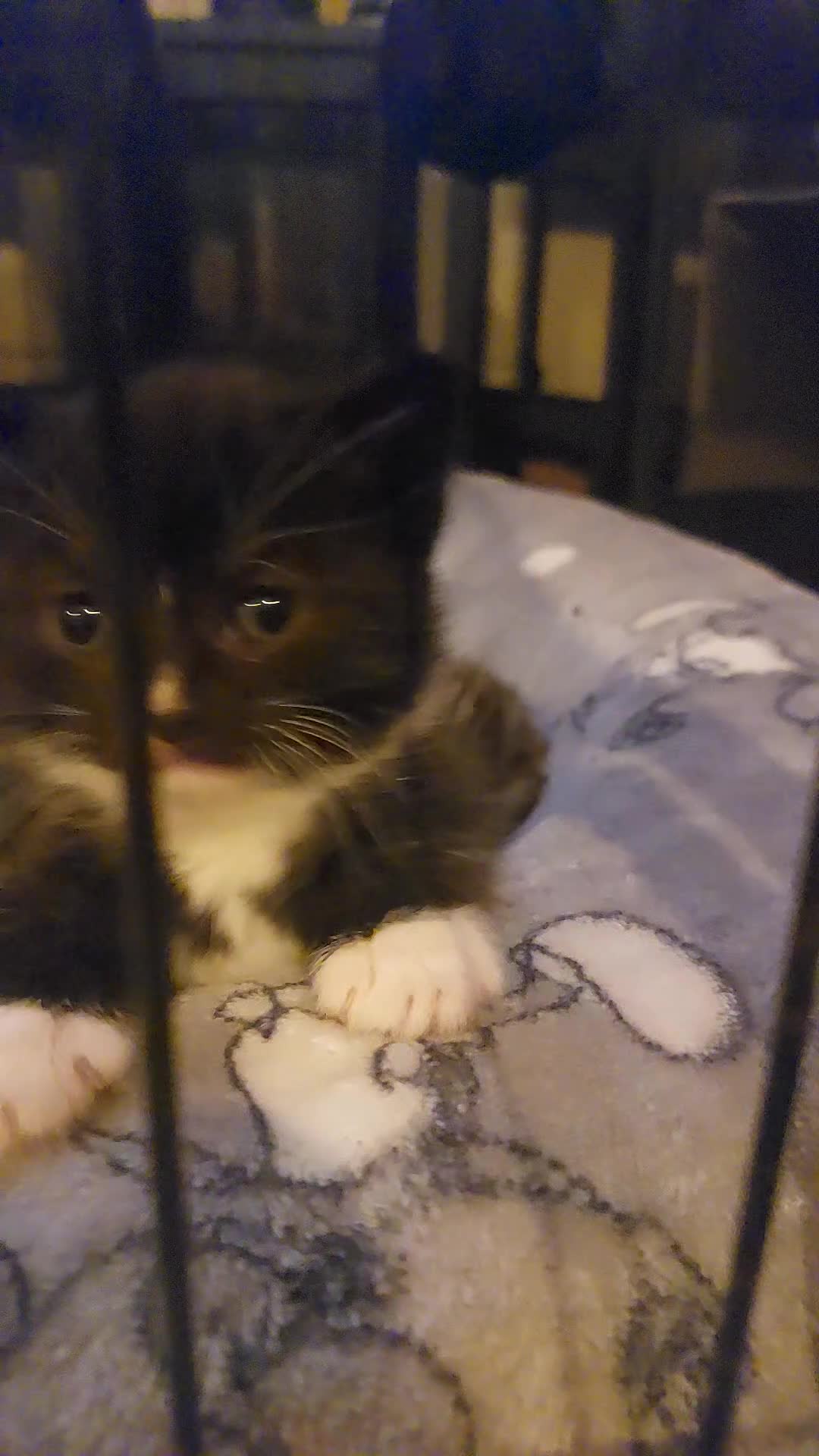 British Shorthair cats for sale: Six British short-haired mixed breed - Video 4