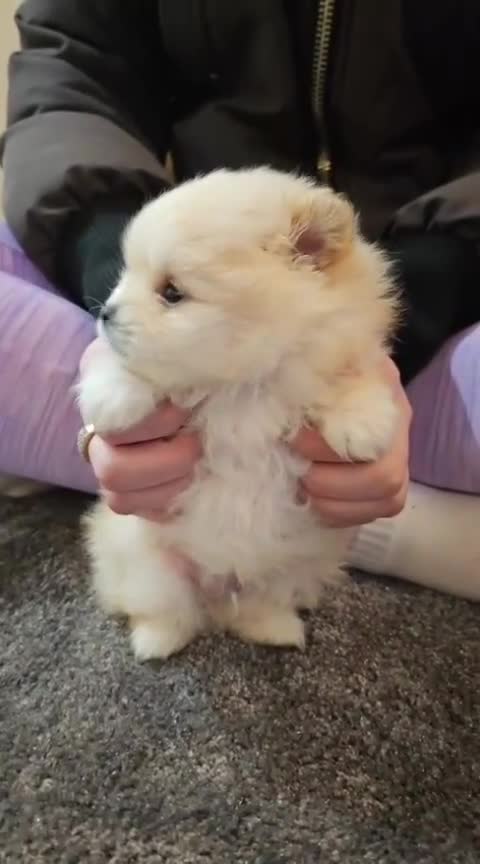 Pomeranian dogs for sale: ✨ Beautiful Cream Pomeranian Puppy both Parents  - Video 1