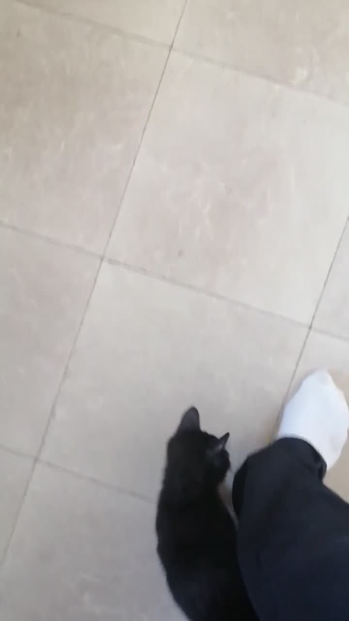 Mixed Breed cats for sale: 😻  kittens 🐾🐈 - Video 2