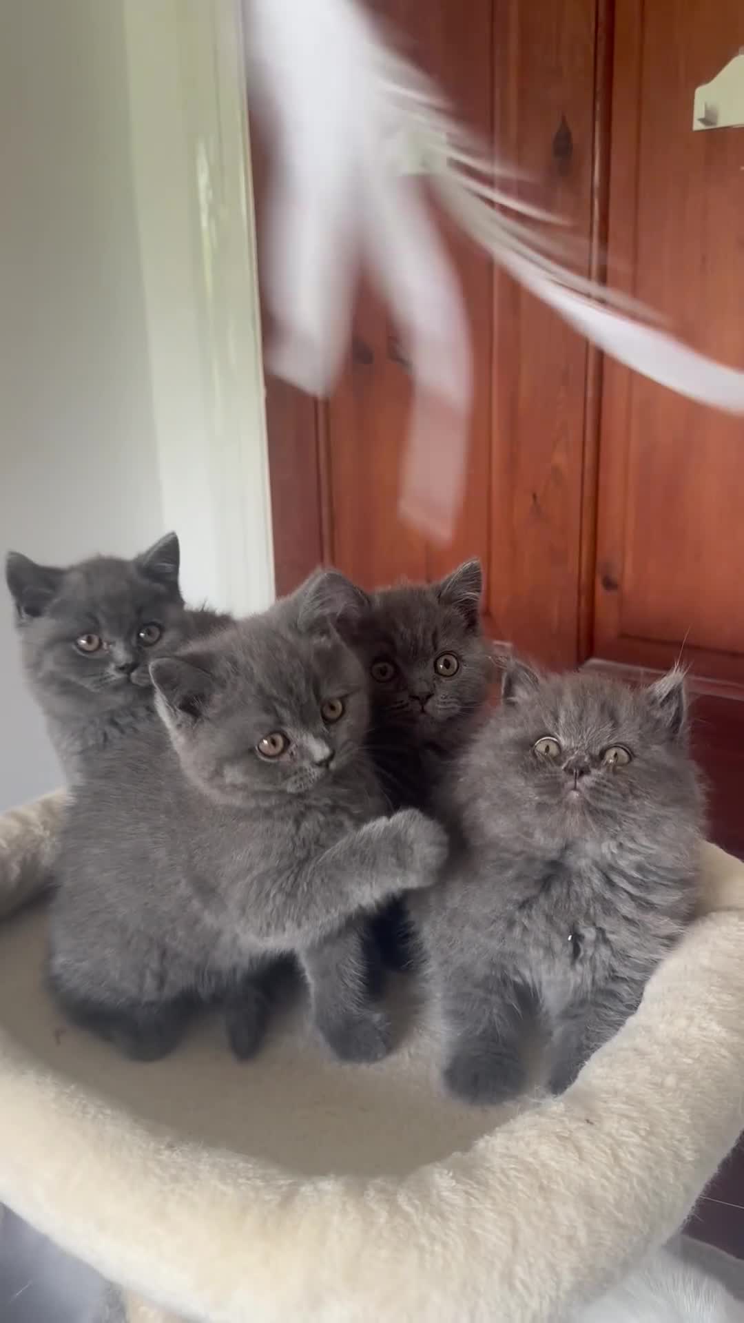 British Shorthair cats for sale: Gorgeous British shorthair kittens🏆🏆 - Video 1