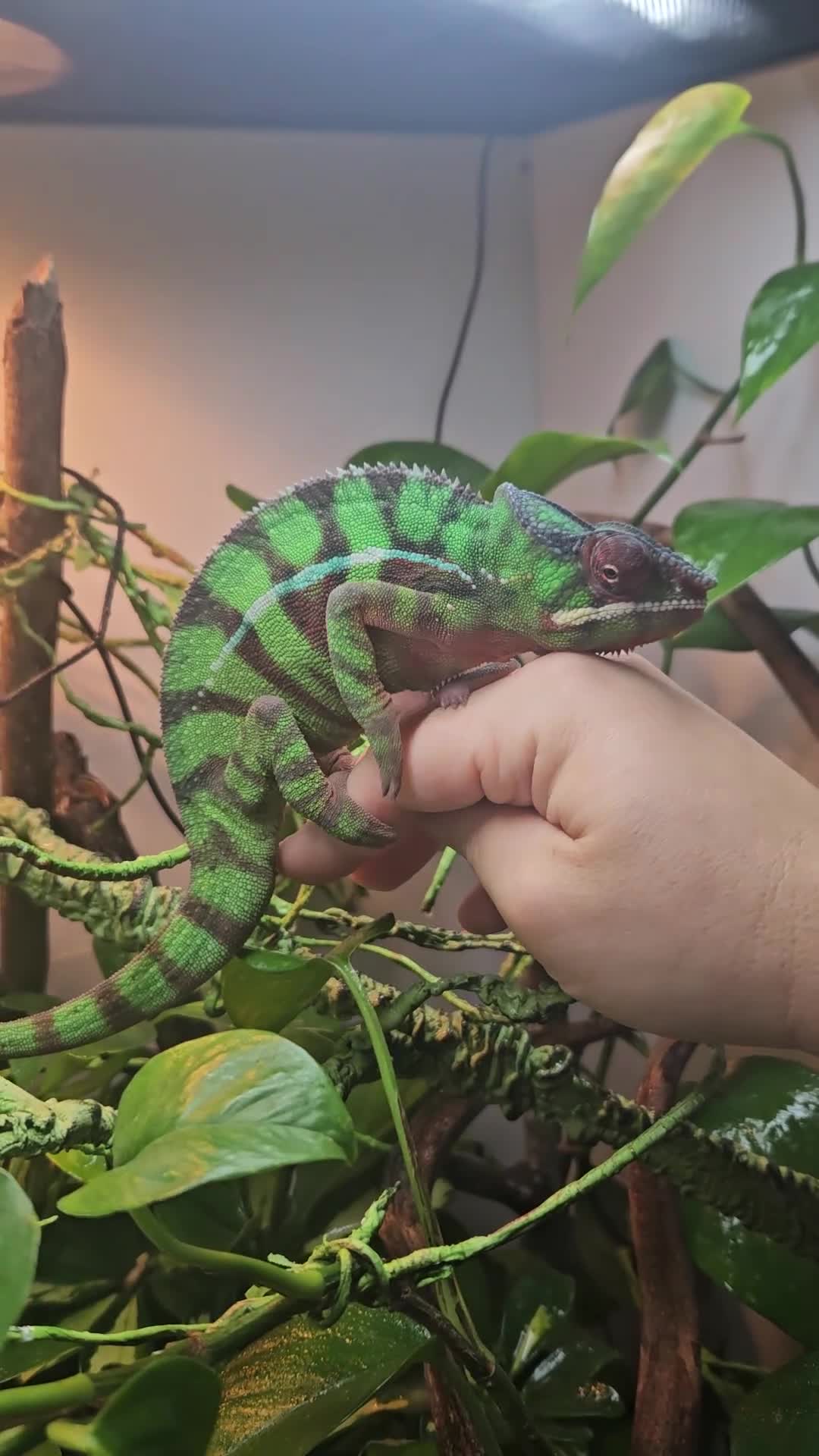 Chameleon reptiles for sale: Ambilobe Panther Chameleon Male (9 months old)  - Video 2