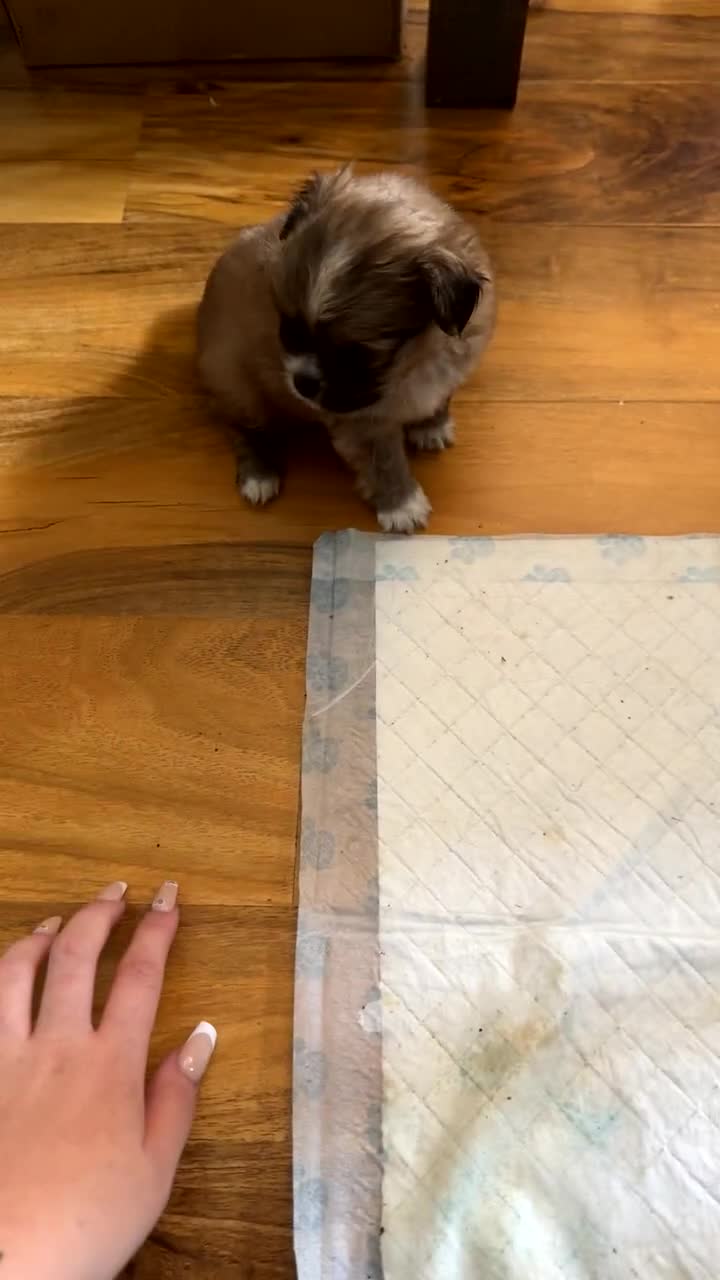 Mixed Breed dogs for sale: Pom x pups - Video 3