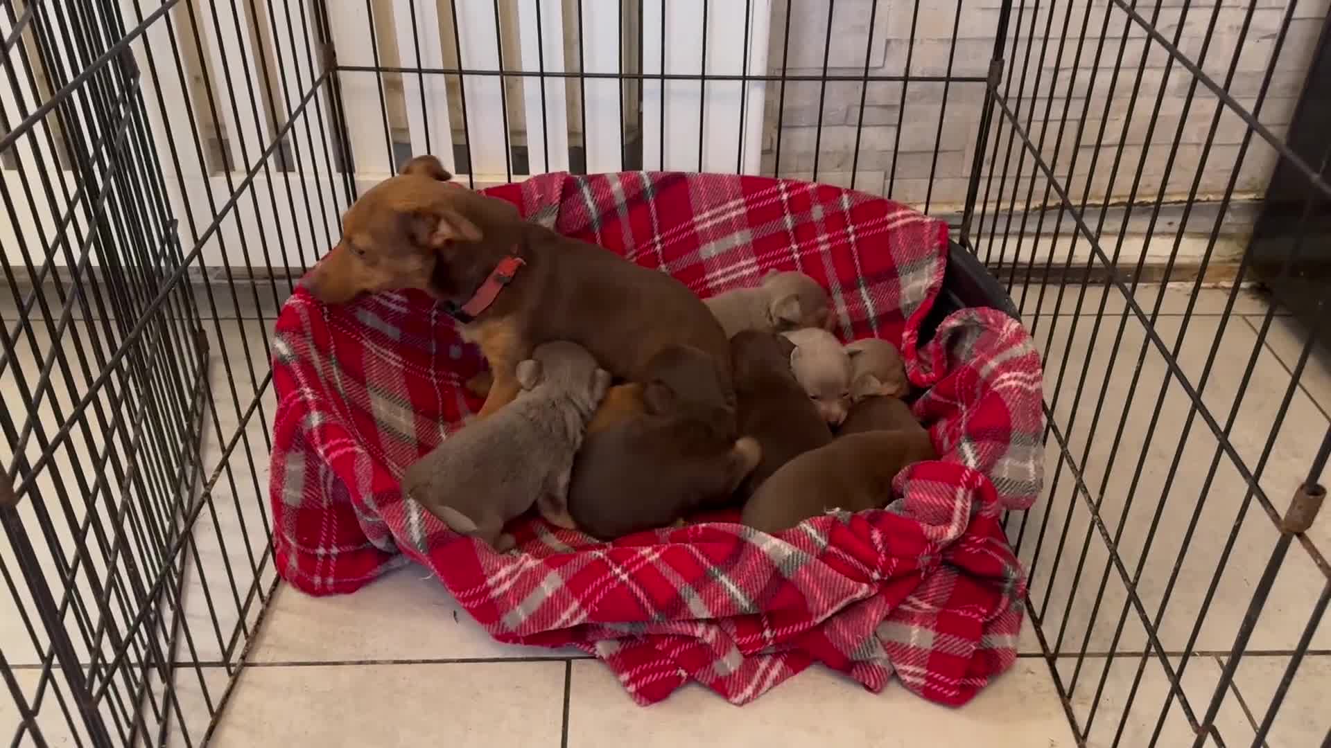 Jack Russell dogs for sale: Miniature Jack Russell puppies Ready to leave in Gillingham - Video 3
