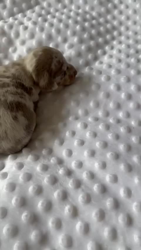 Miniature Dachshund dogs for sale: KC Miniature Isabella Dapple Dachshunds - Video 3