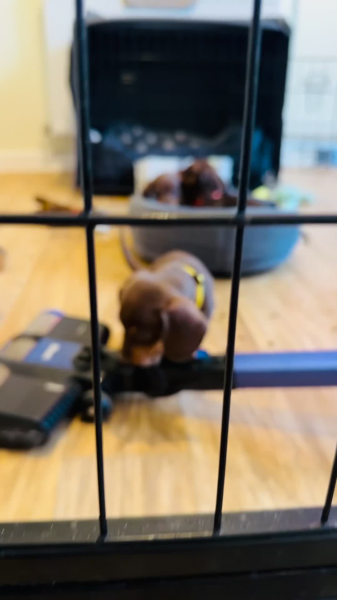 Miniature Dachshund dogs for sale: Trainer Raised Mini Dachshund Puppies - Video 2