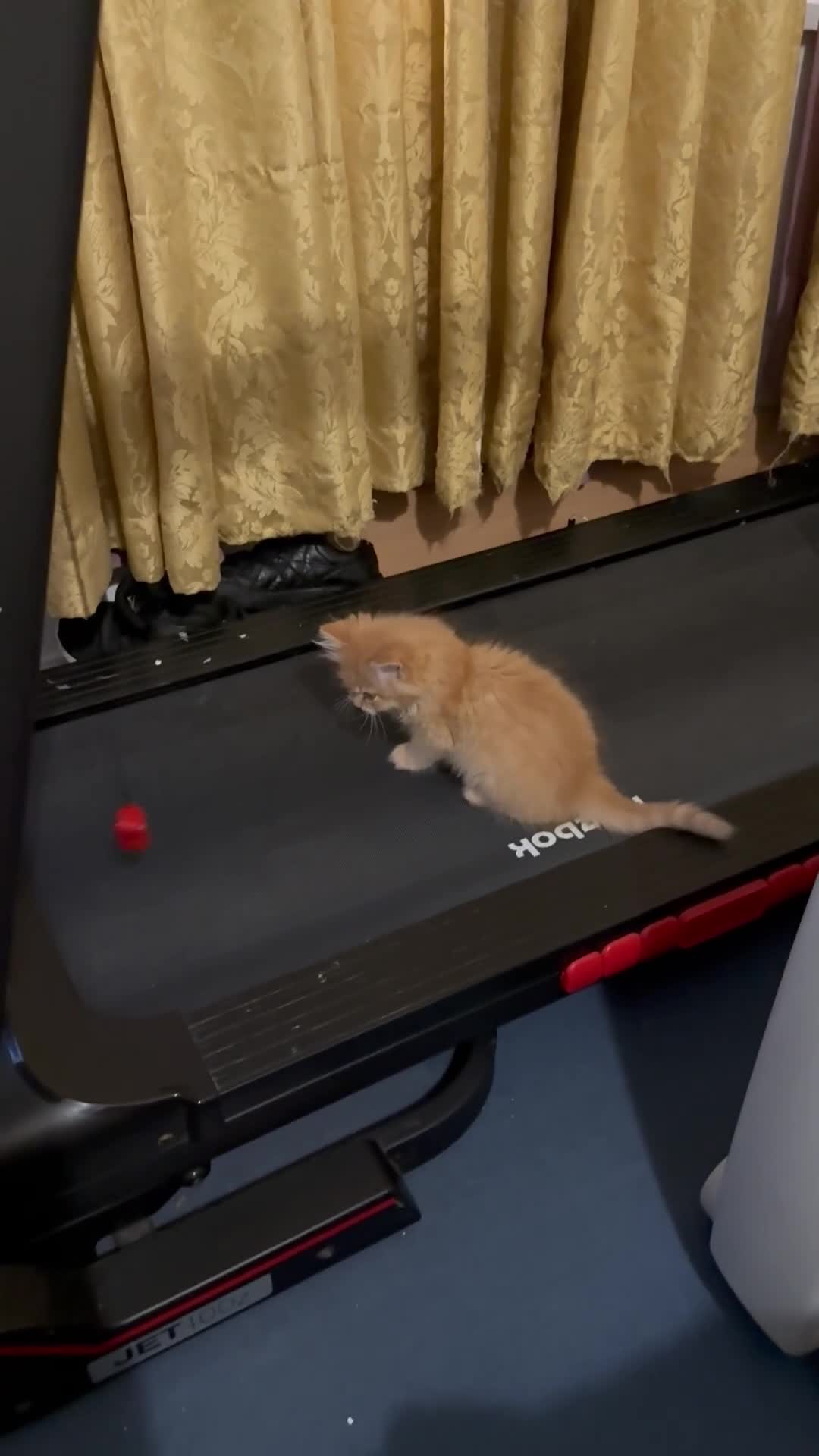 Mixed Breed cats for sale: Ragdoll X Persian kittens  - Video 1