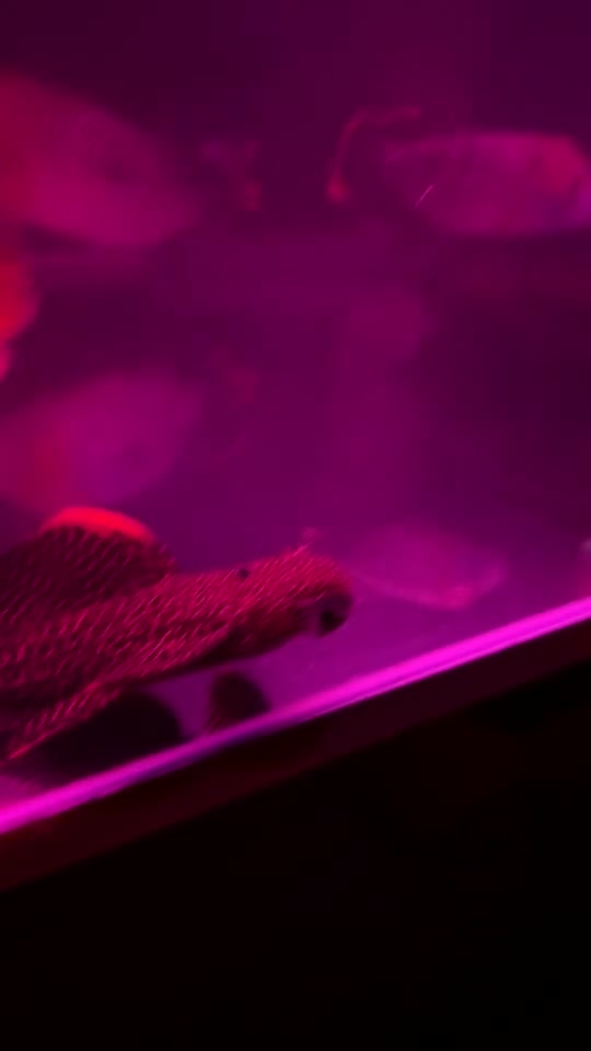 Plecos fish for sale: L600 pleco  - Video 1