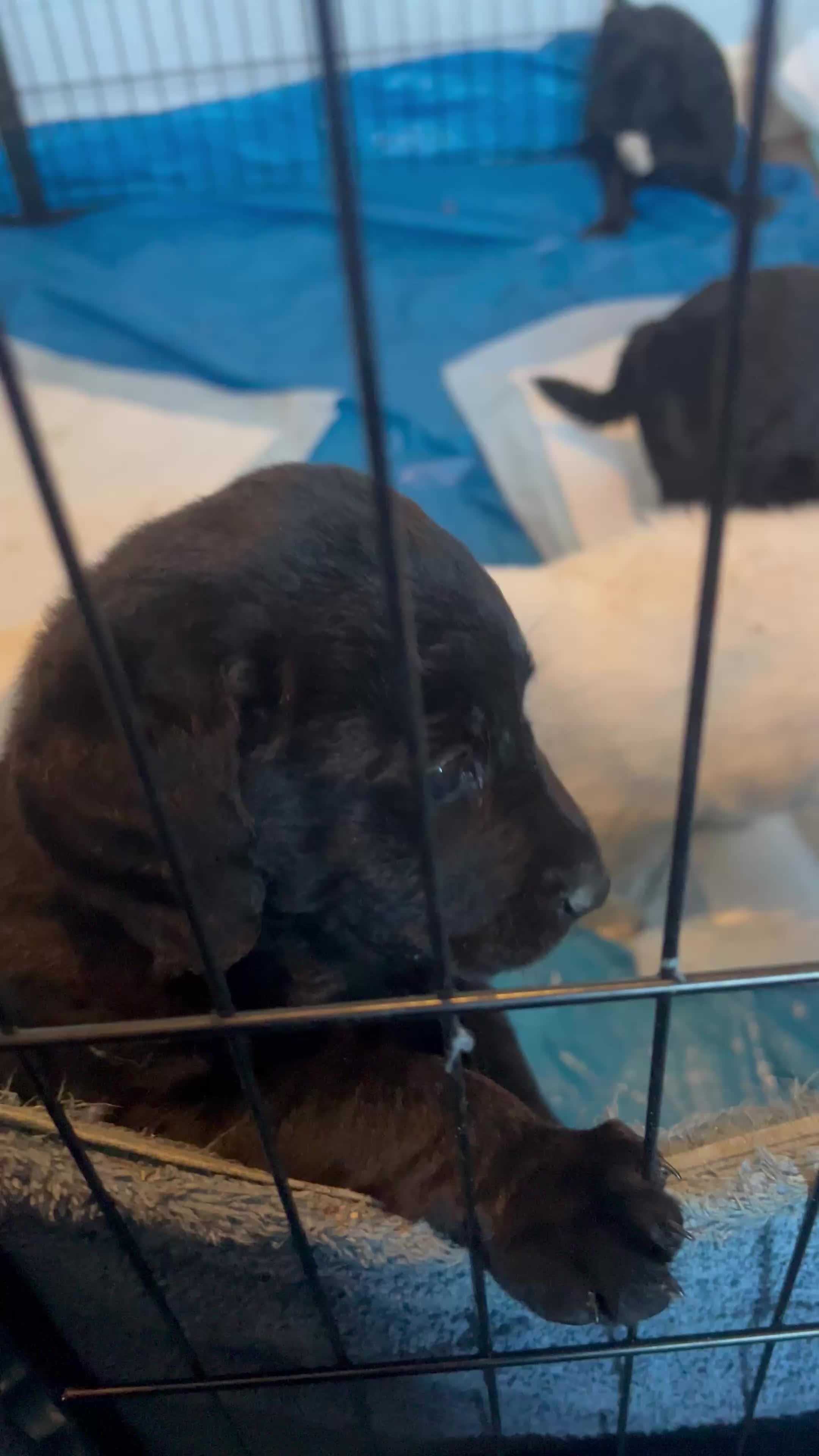 Mixed Breed dogs for sale: Stunning Litter of Labradoodle x Pyrenees - Video 3