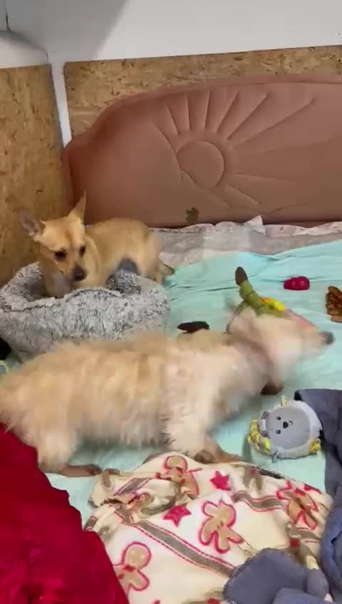 Pomchi dogs for adoption: ✨Meet NIRVANA, a Beautiful Lady for a Loving Home✨ in Nottingham - Video 1