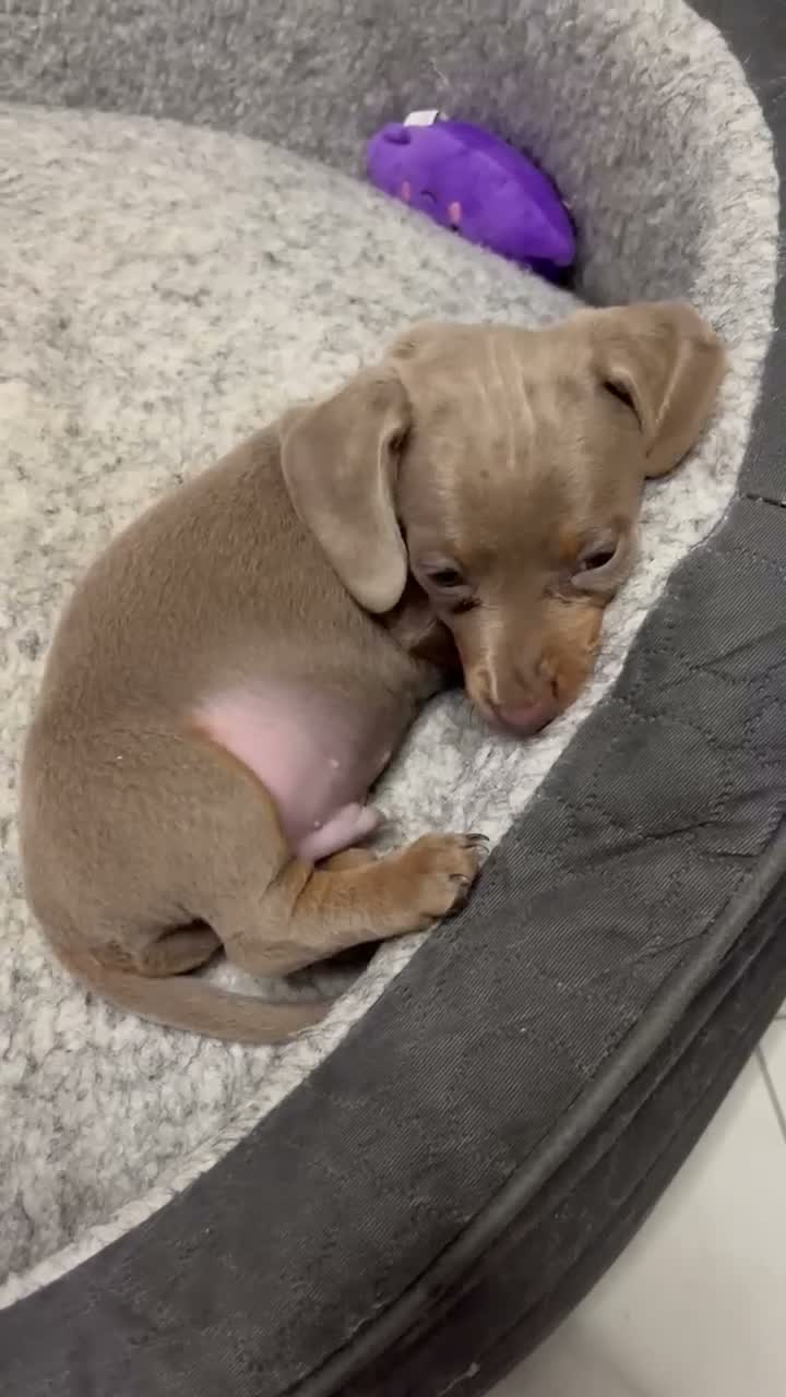 Miniature Dachshund dogs for sale: Miniature dachshund puppy’s  in Bristol - Video 1