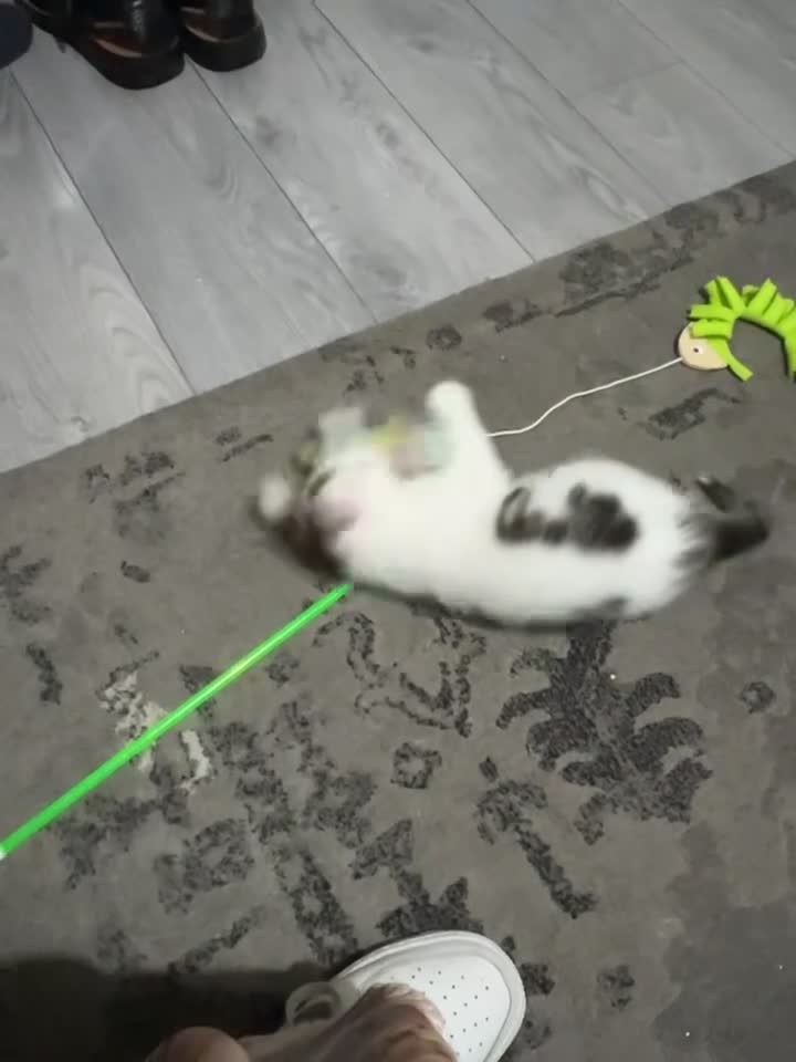Domestic Shorthair cats for sale: 14 week Kitten - Video 1