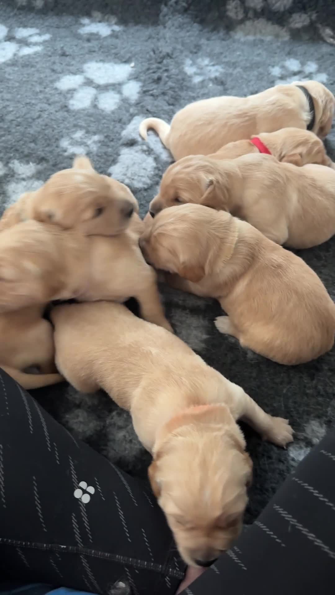 Golden Retriever dogs for sale: KC Golden Retriever Puppies ready in 10 days  - Video 3