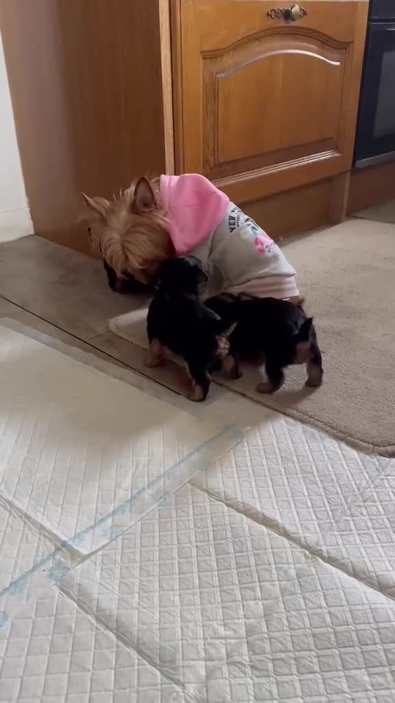 Yorkshire Terrier dogs for sale: 3 Adorable Yorkshire Terrier Puppies (2F, 1M) - Video 3