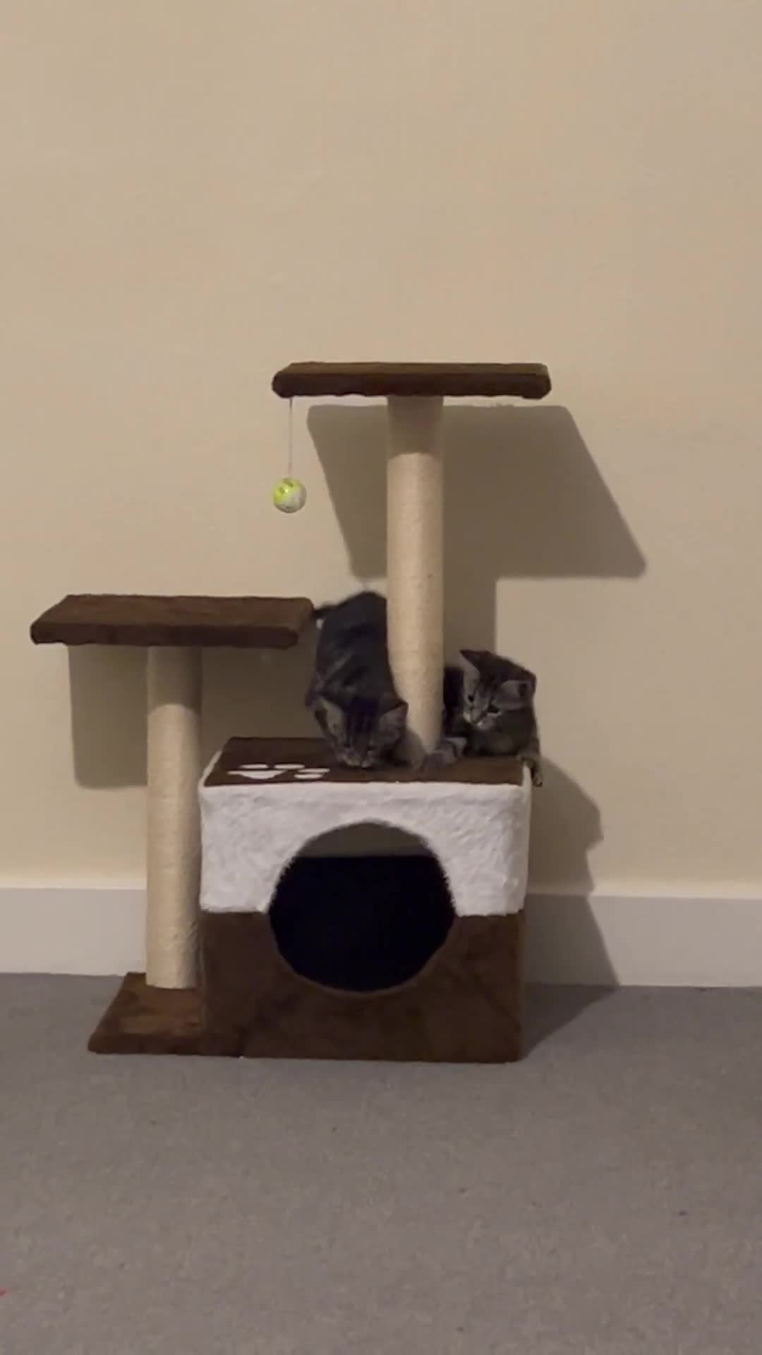 Mixed Breed cats for sale: 2 beautiful playful boys. Stunning tabby markings - Video 4