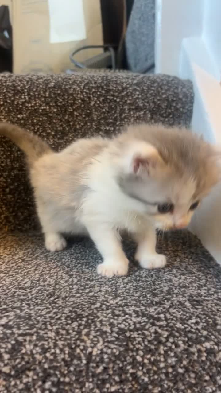 Mixed Breed cats for sale: Half Persian chinchilla and Taby mixed breed - Video 3