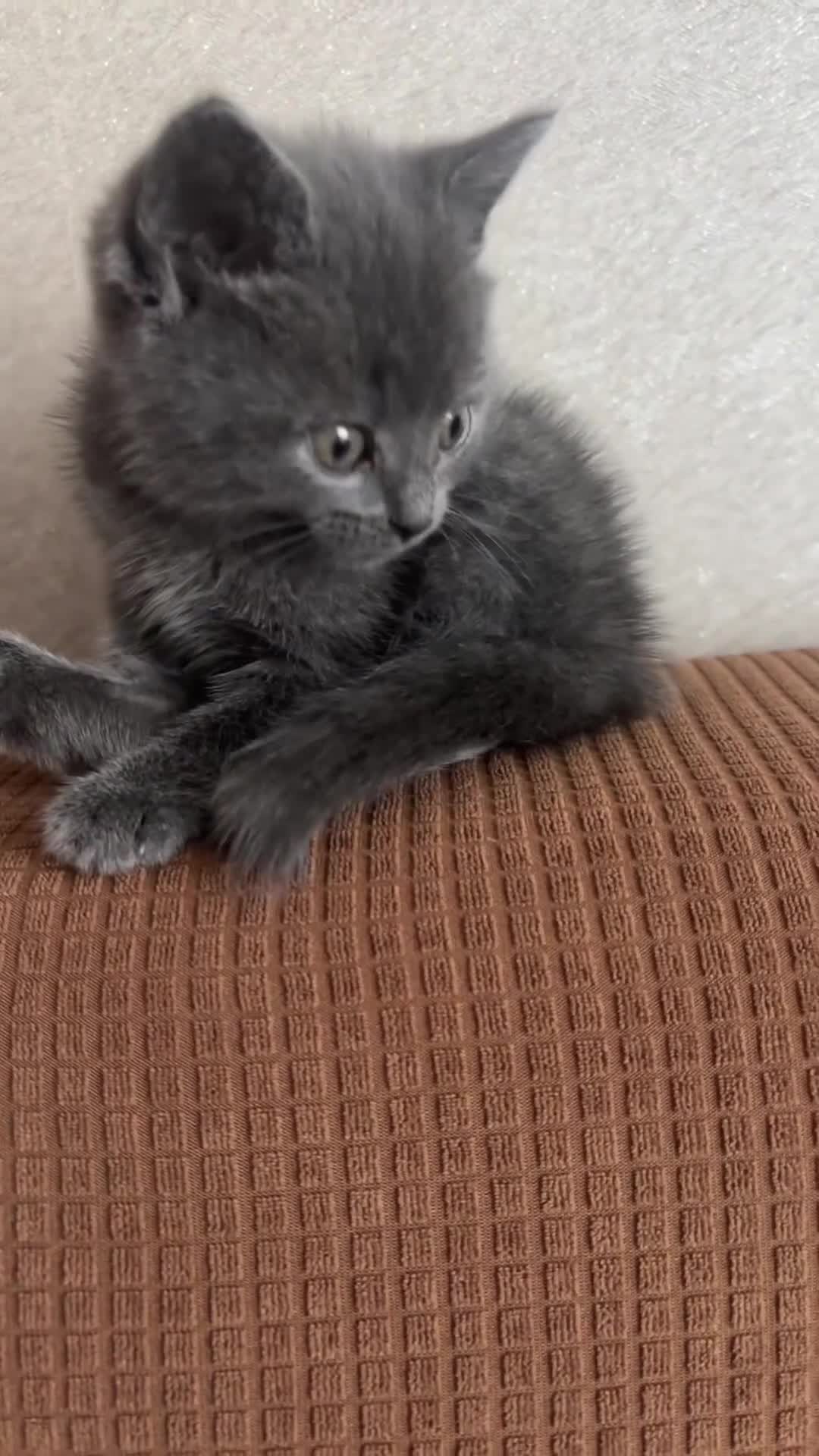 Brazilian Shorthair cats for sale: British short hair x Russian blue  kitten  - Video 1