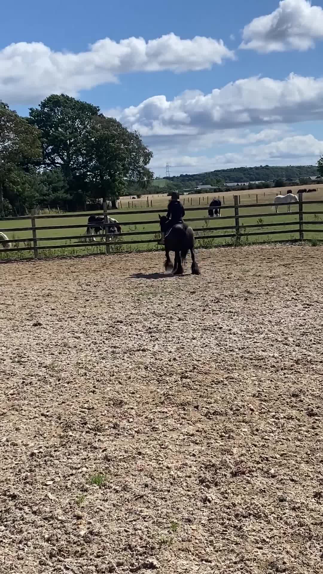 Appaloosa horses for sale: Appy x cob  - Video 1