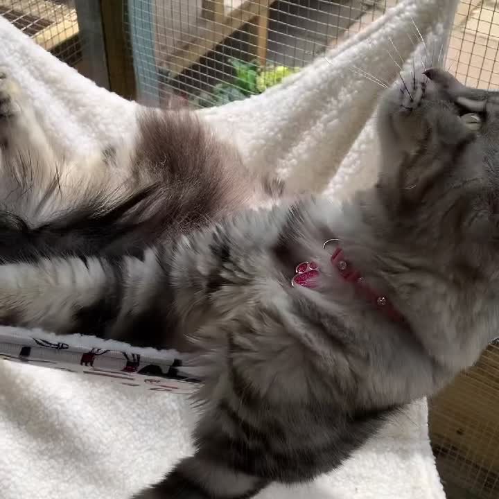 Maine Coon cats for sale: Beautiful 5 Year old Russian Zuki - Video 4