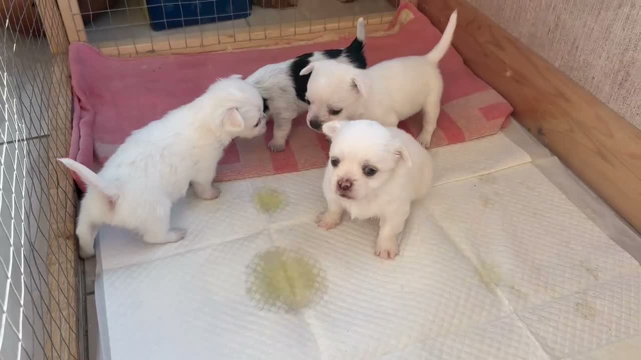 Chihuahua dogs for sale: Four gorgeous chihuahua puppies for sale  - Video 1
