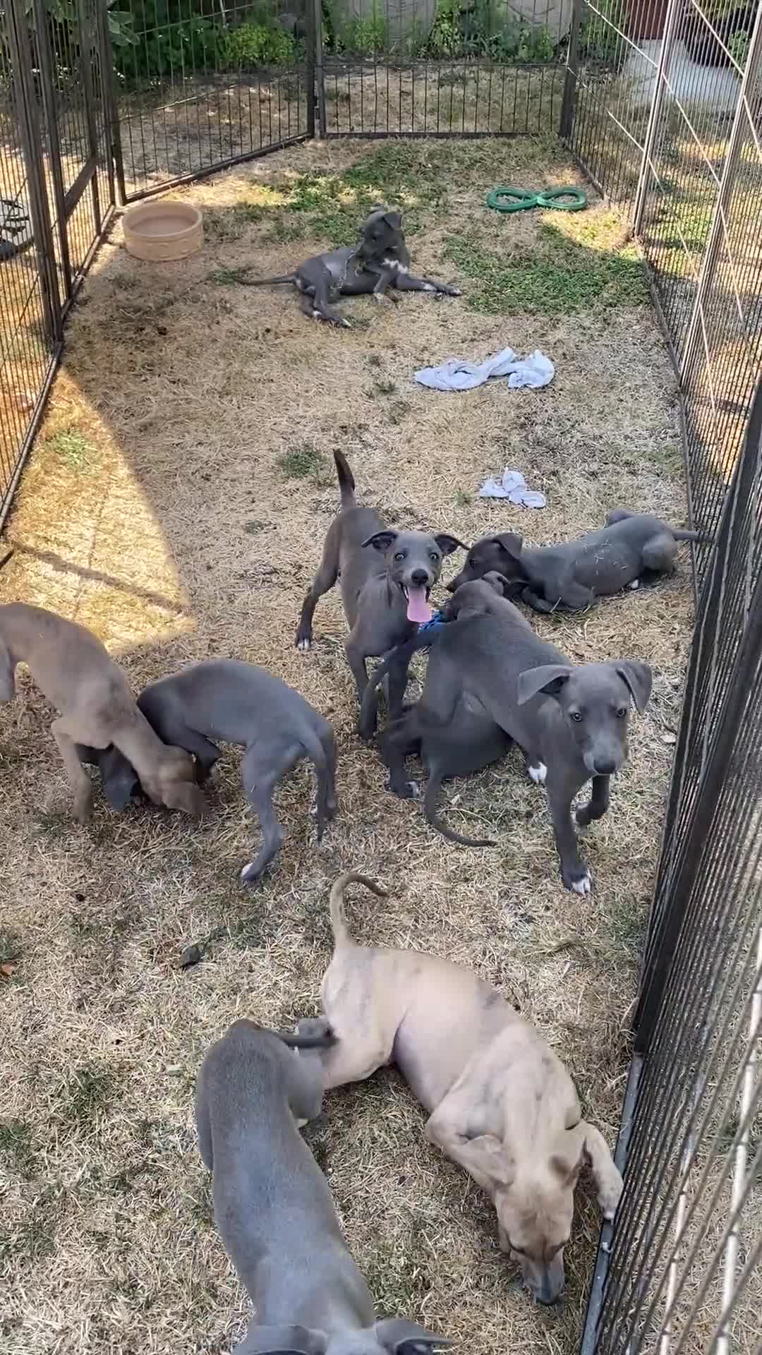 Whippet dogs for sale: Two Beautiful Whippet girls remaining  - Video 3