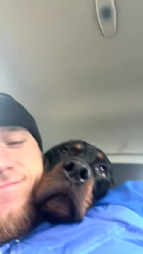 Rottweiler dogs for sale: Looking for a Loving New Home for My Best Friend - Video 2