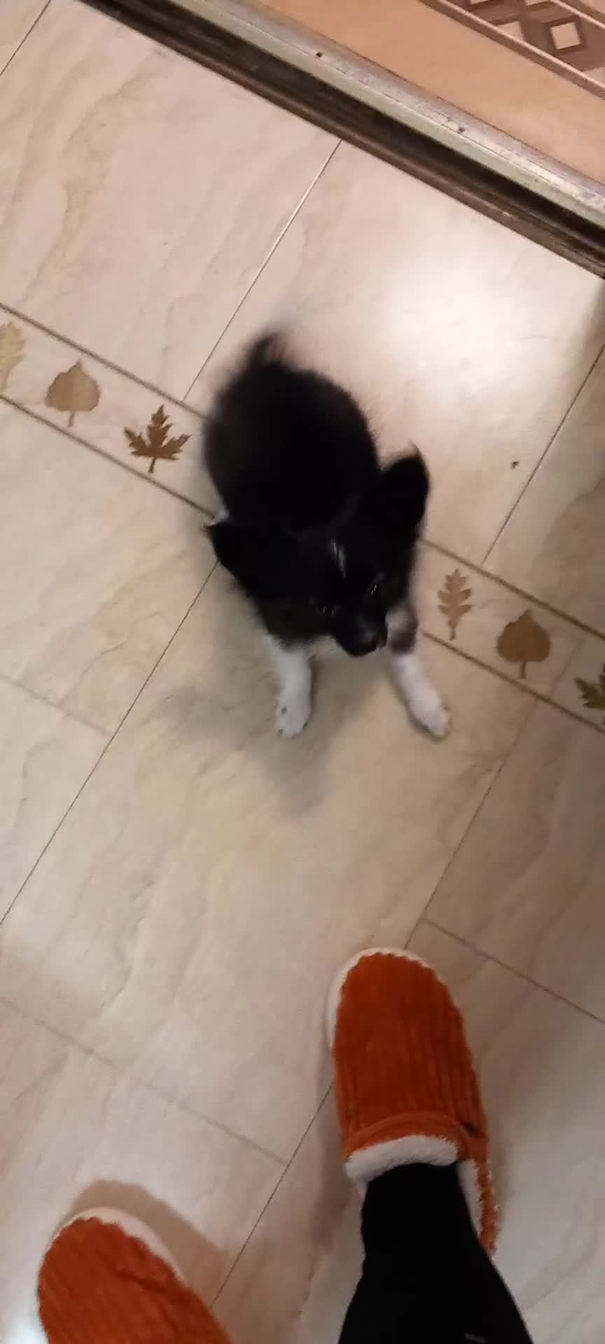 Papillon dogs for sale: Gorgeous Female Example of this Beautiful Breed - Video 1